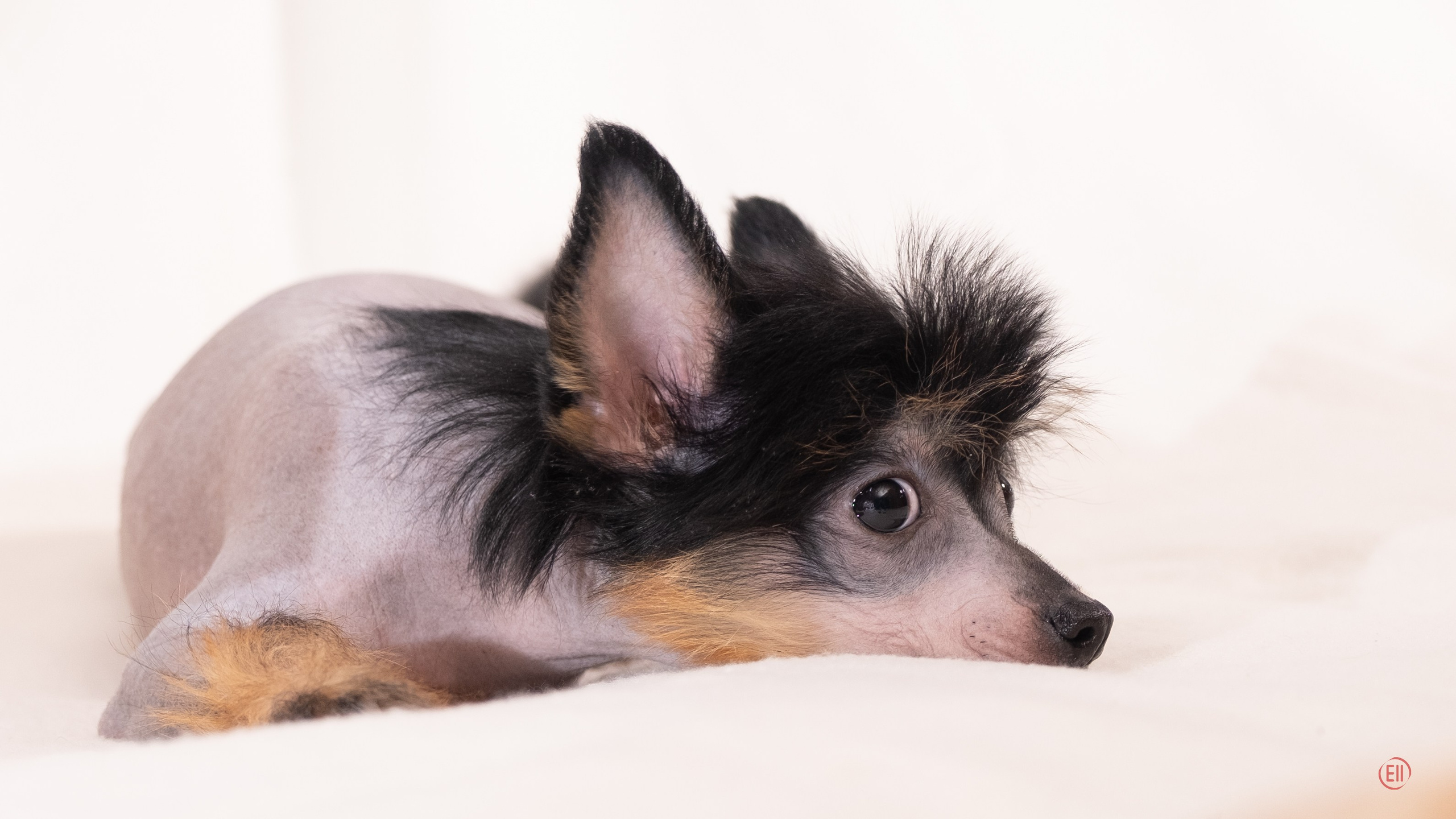 Помёт V. Фотосессия 2. 28.04.2024. Фотограф в Москве