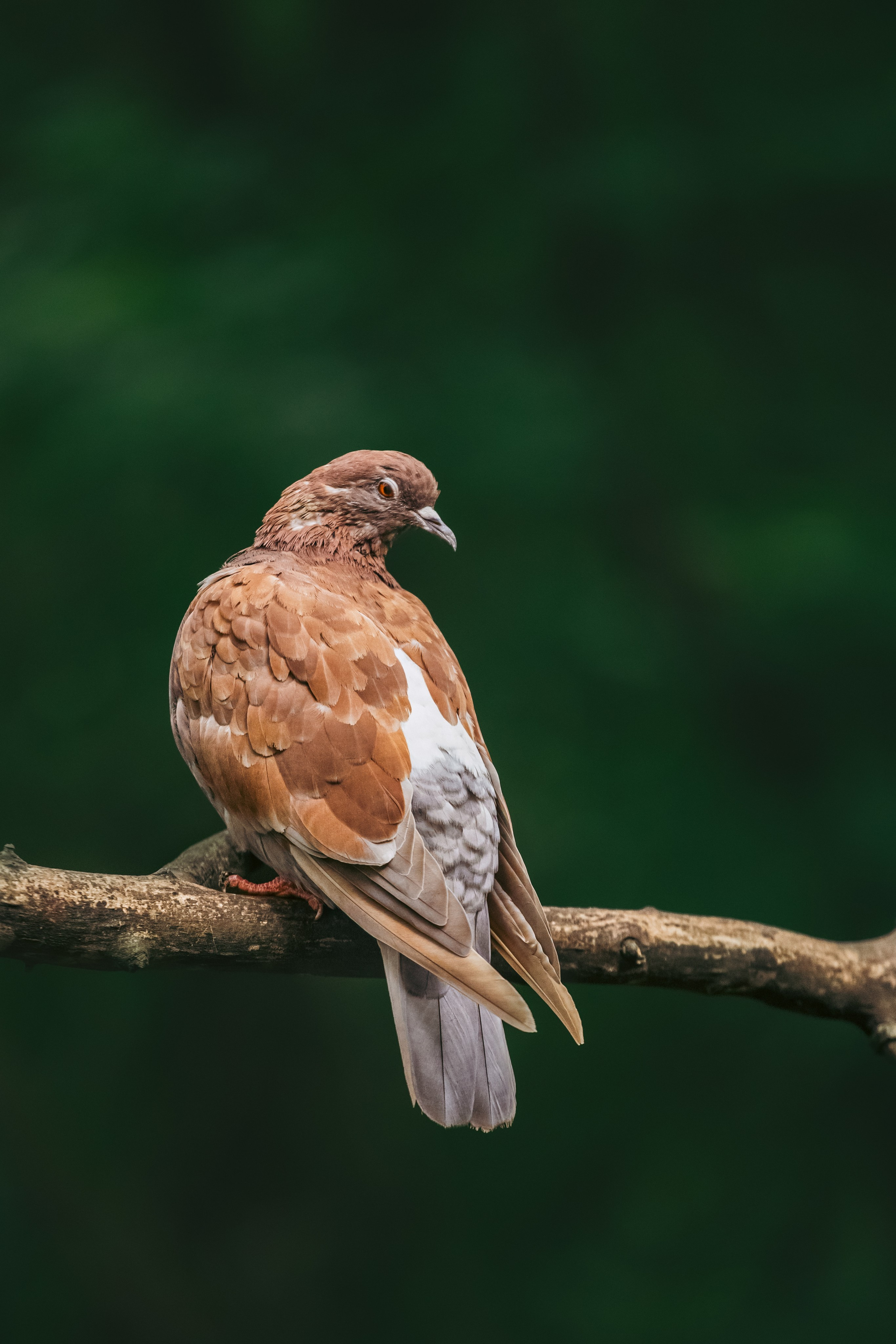 Юля и Леонид. Фотограф-анималист Татьяна Степанова