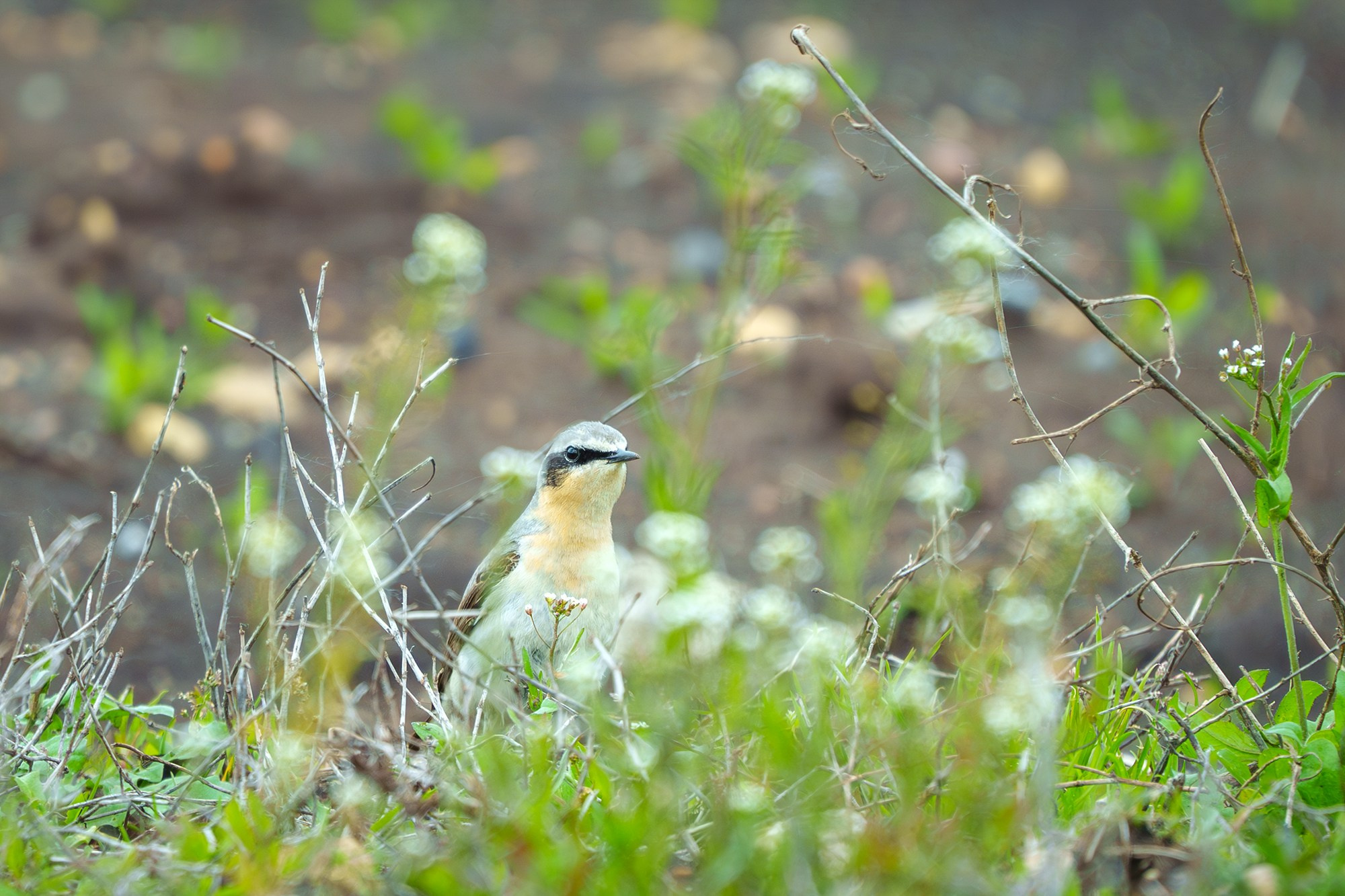 Удивительные мир птиц. Вокруг нас столько прекрасного — присмотритесь!. Ваш личный фотограф Марина Волкова