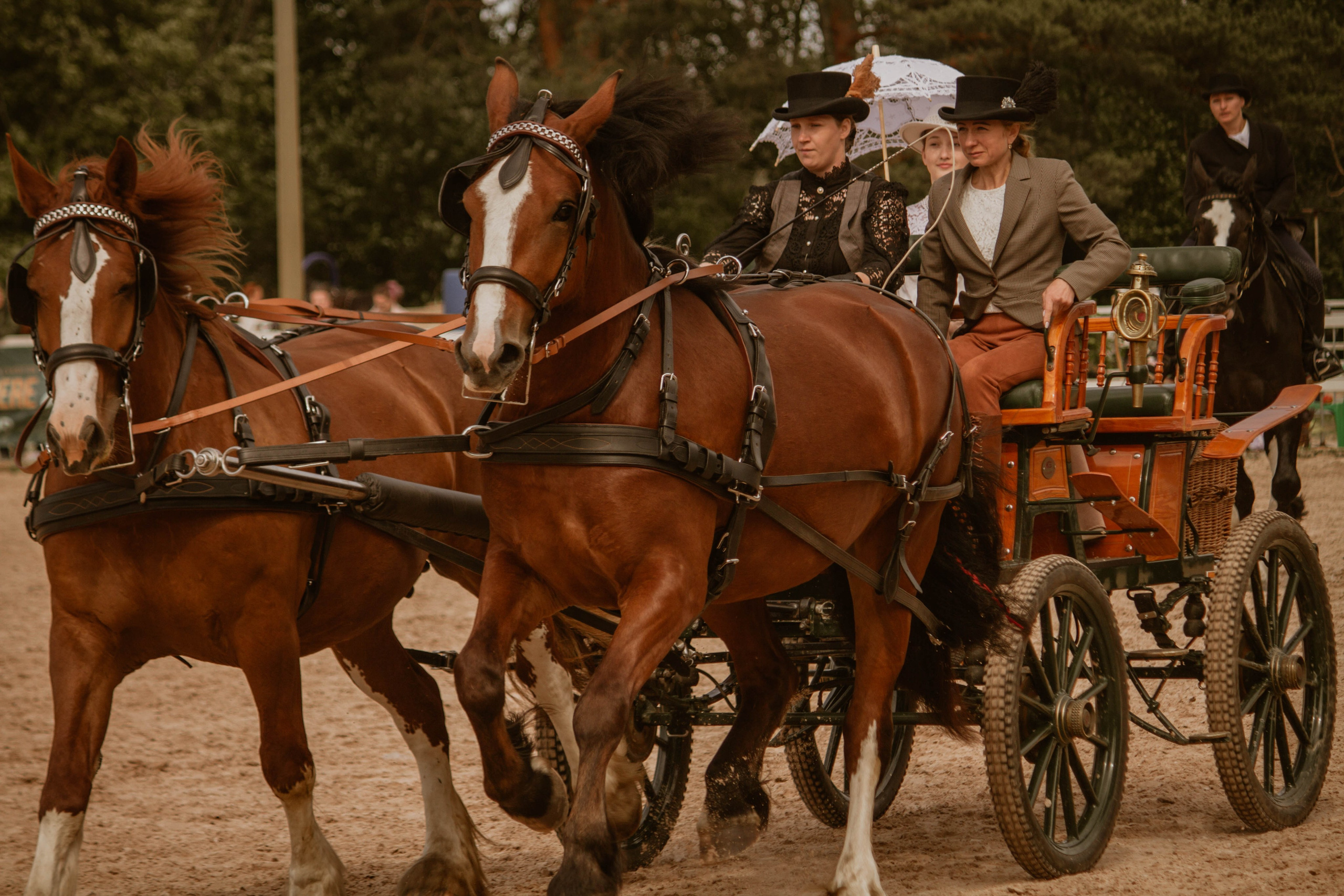 ИППОСФЕРА — Международная конная выставка. Создадим шедевр? Виталина и её фотоискусство