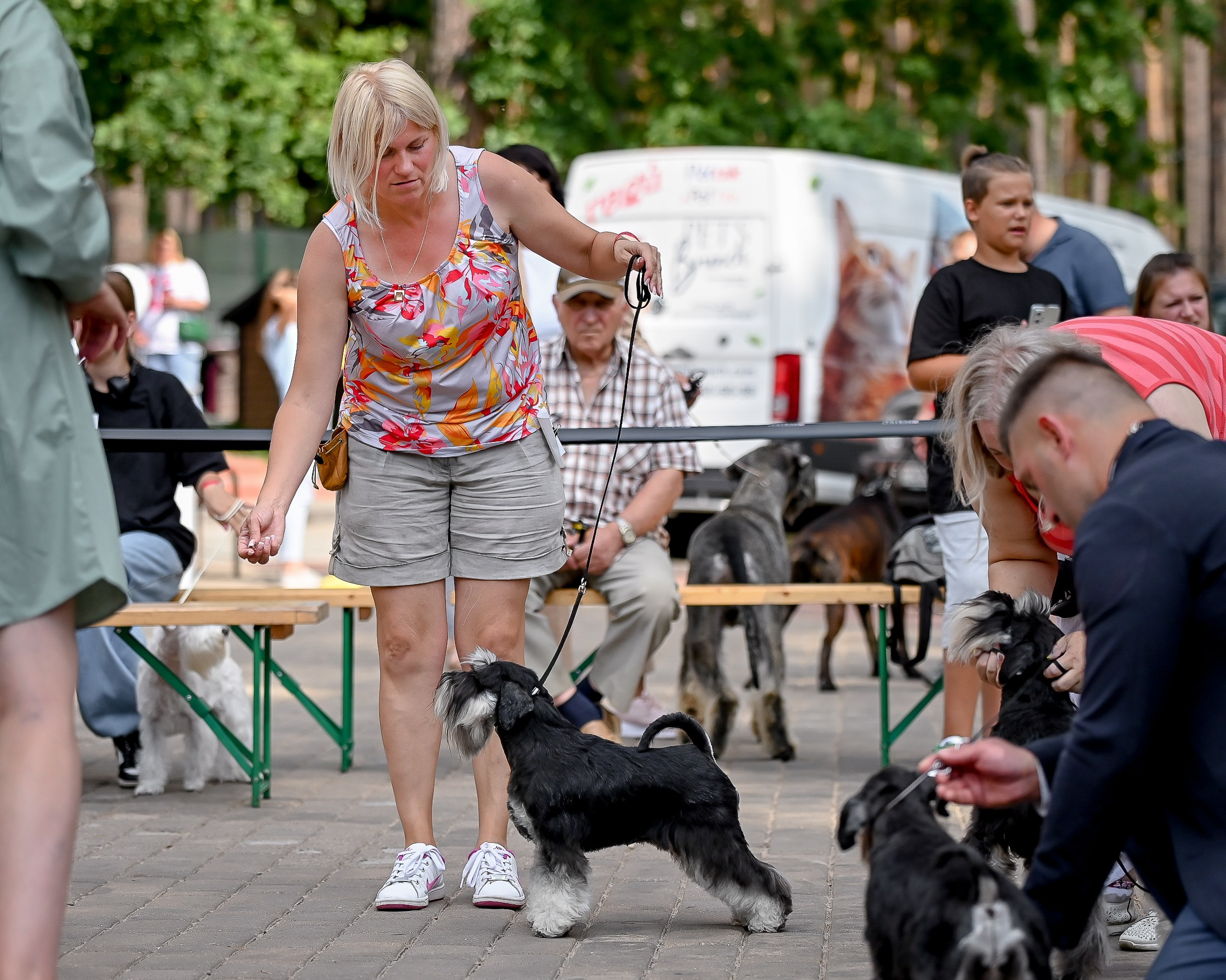 Тахо/ Delinso Balance Onyrico Tahoe. Питомник цвергшнауцеров в Беларуси «Делинсо Бэлэнс»