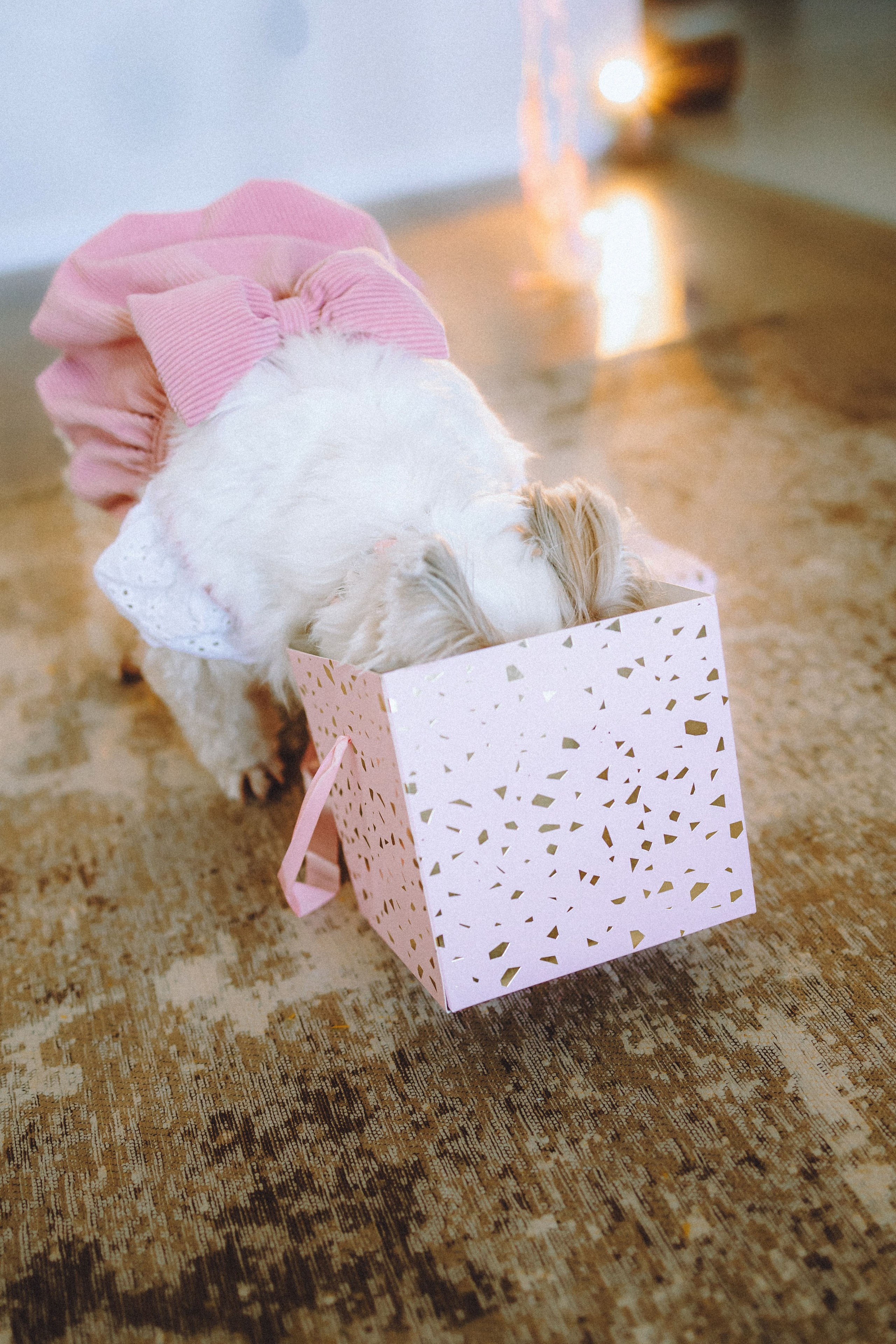 День Рождения Шу