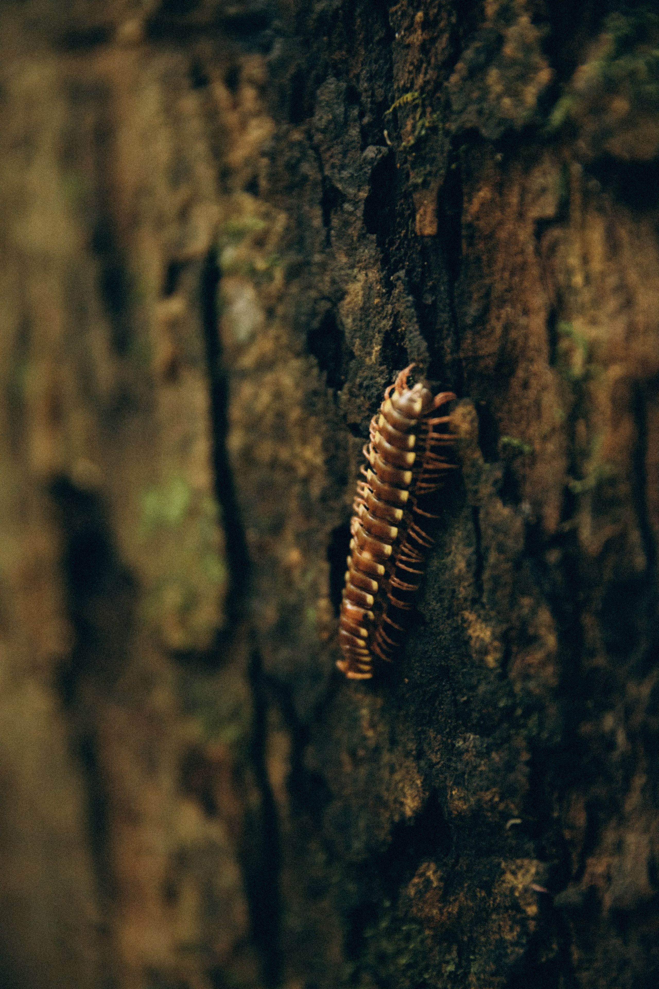Vicky. Портретный фотограф / Панама / Анастасия Елизарова