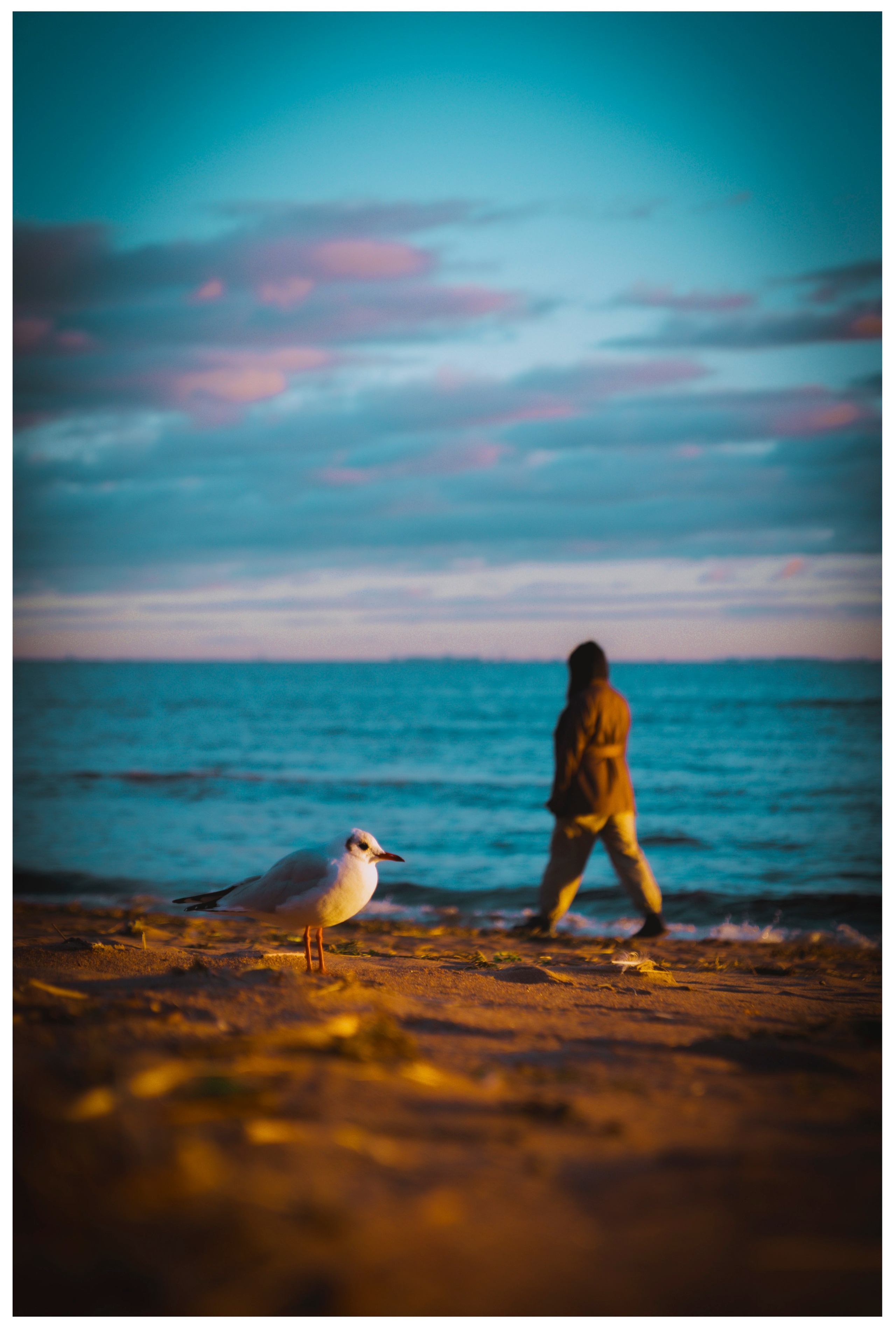 Из наблюдений. Плак или Квак