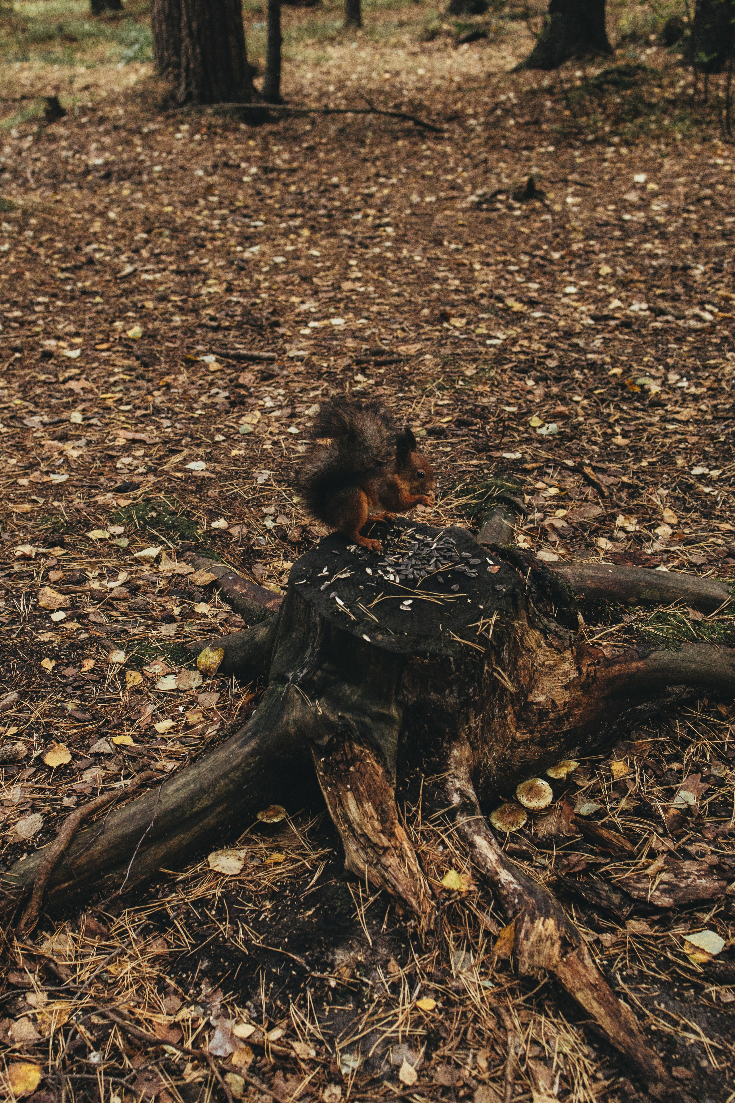 Семья Жени и Леси спустя год. Фотограф Дарья Корель Санкт-Петербург