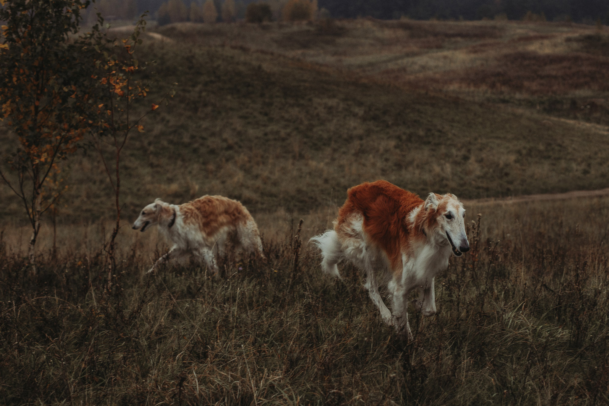 Воспоминания о царской охоте. Портретный и свадебный фотограф в Санкт-Петербурге Ольга Филиппова
