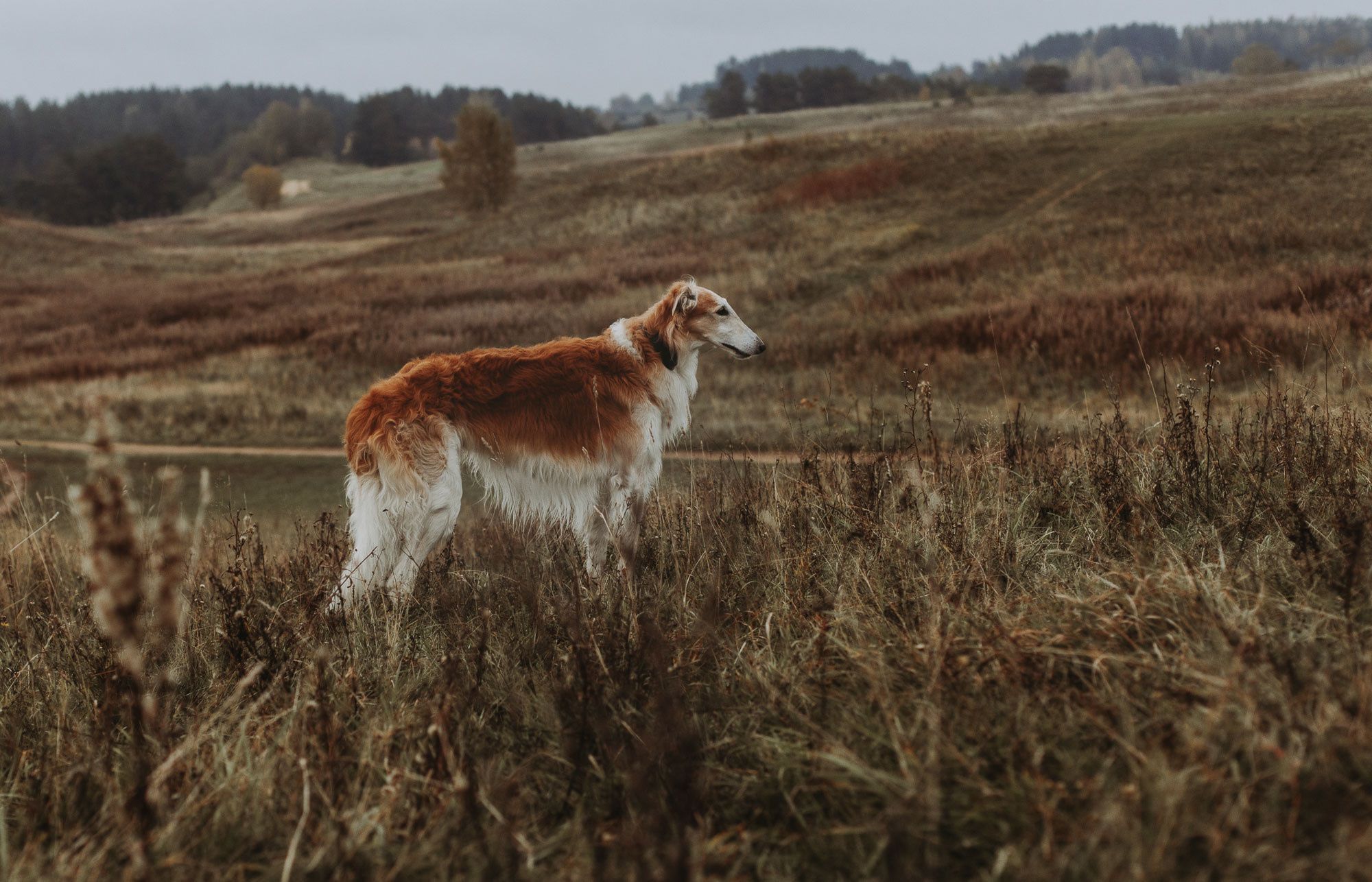 Воспоминания о царской охоте. Портретный и свадебный фотограф в Санкт-Петербурге Ольга Филиппова