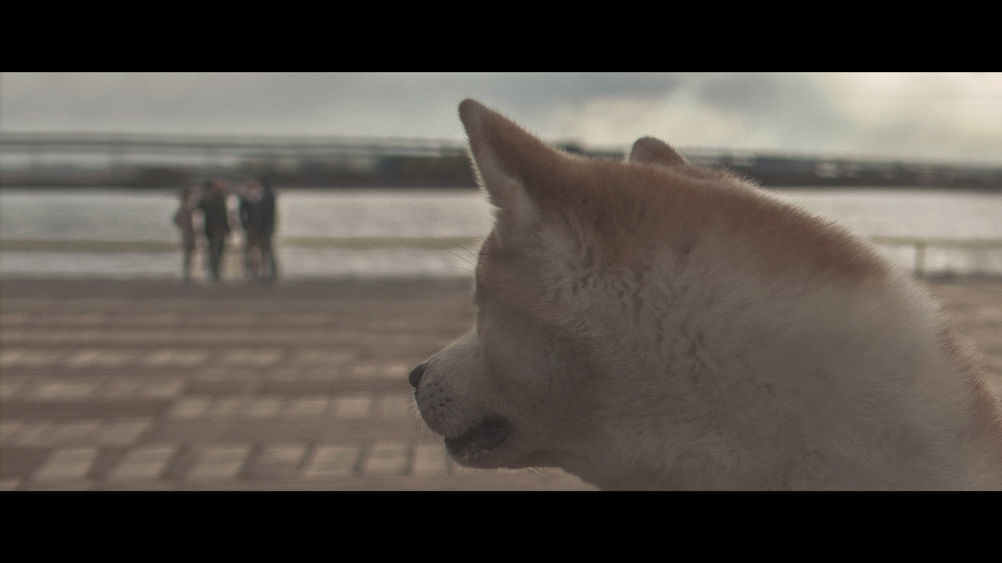 Он принесет тебе мяч, но на это будет особая причина. Портретный и свадебный фотограф в Санкт-Петербурге Ольга Филиппова