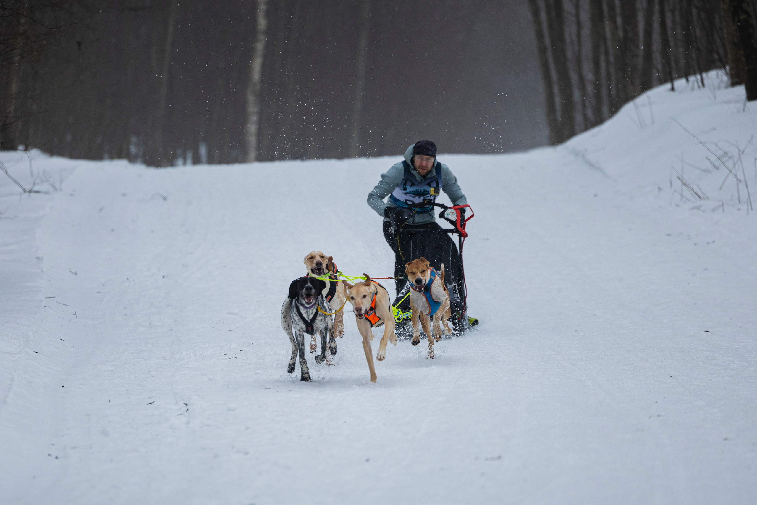 Зимний Чемпионат Санкт-Петербурга по ездовому спорту. Фотограф-анималист Анна Маринич