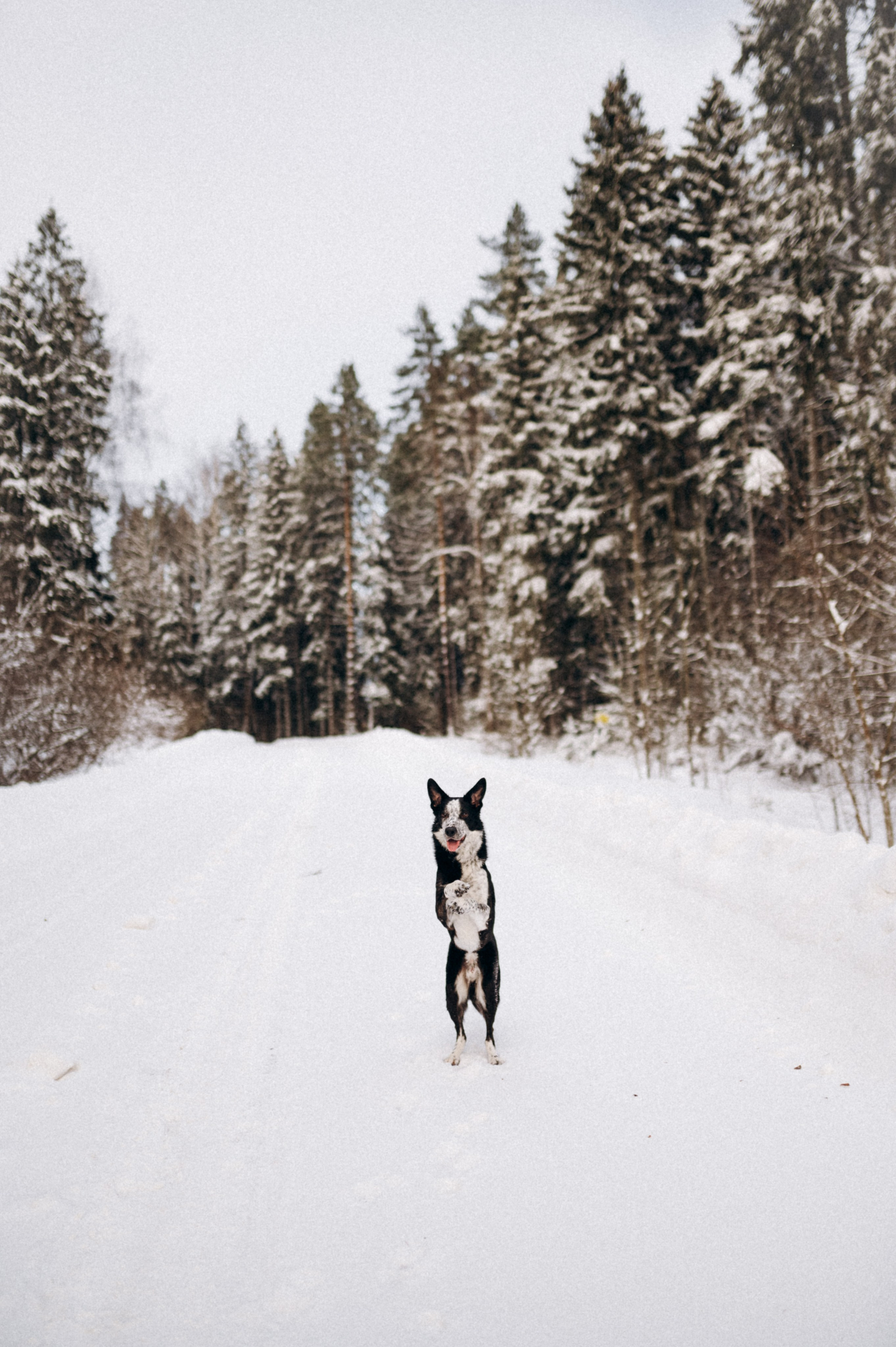 Аня и Милан. Фотограф анималист в Москве Ольга Агушева