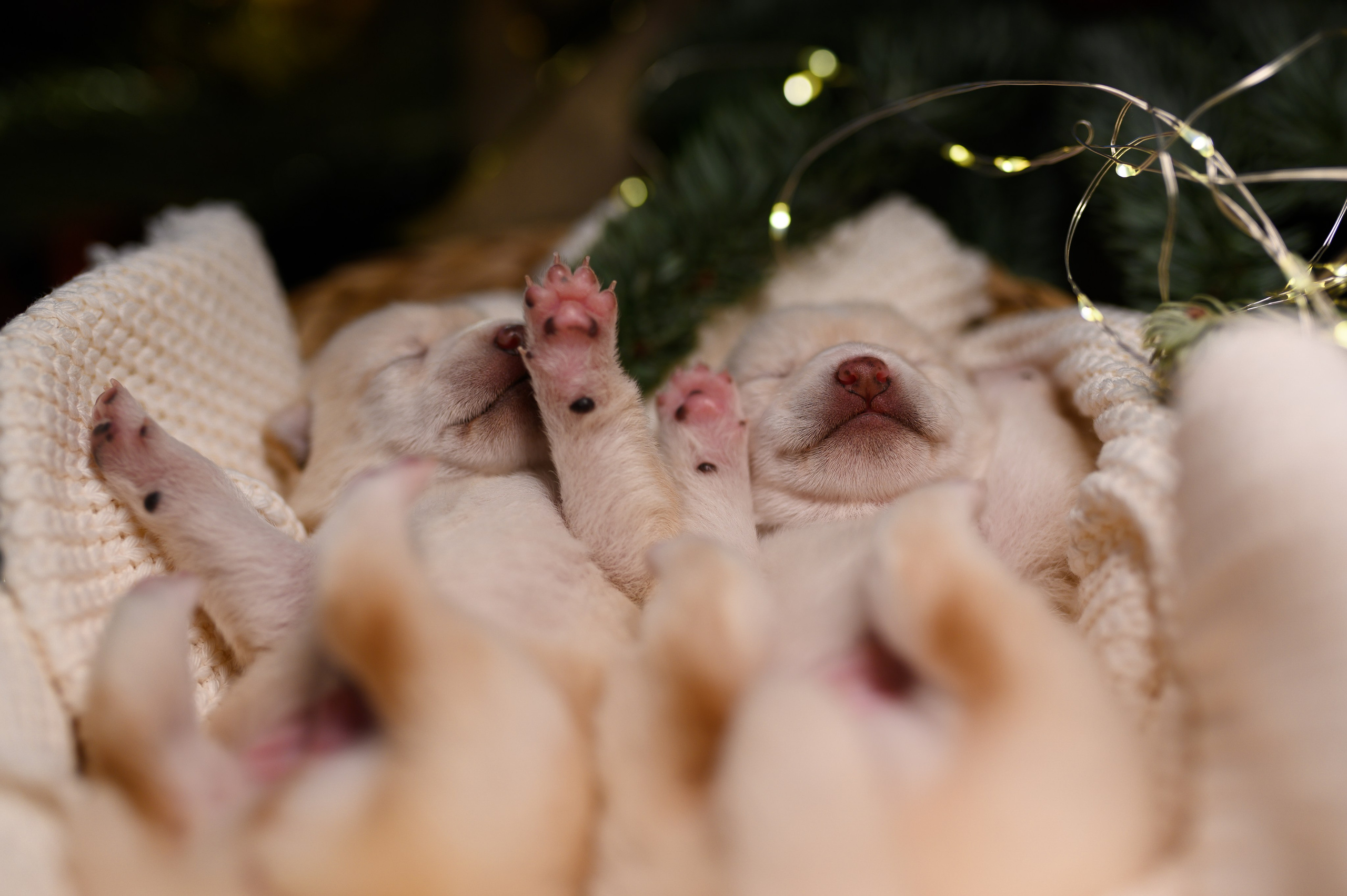 Мамесиба. Фотограф анималист в Москве Ольга Агушева