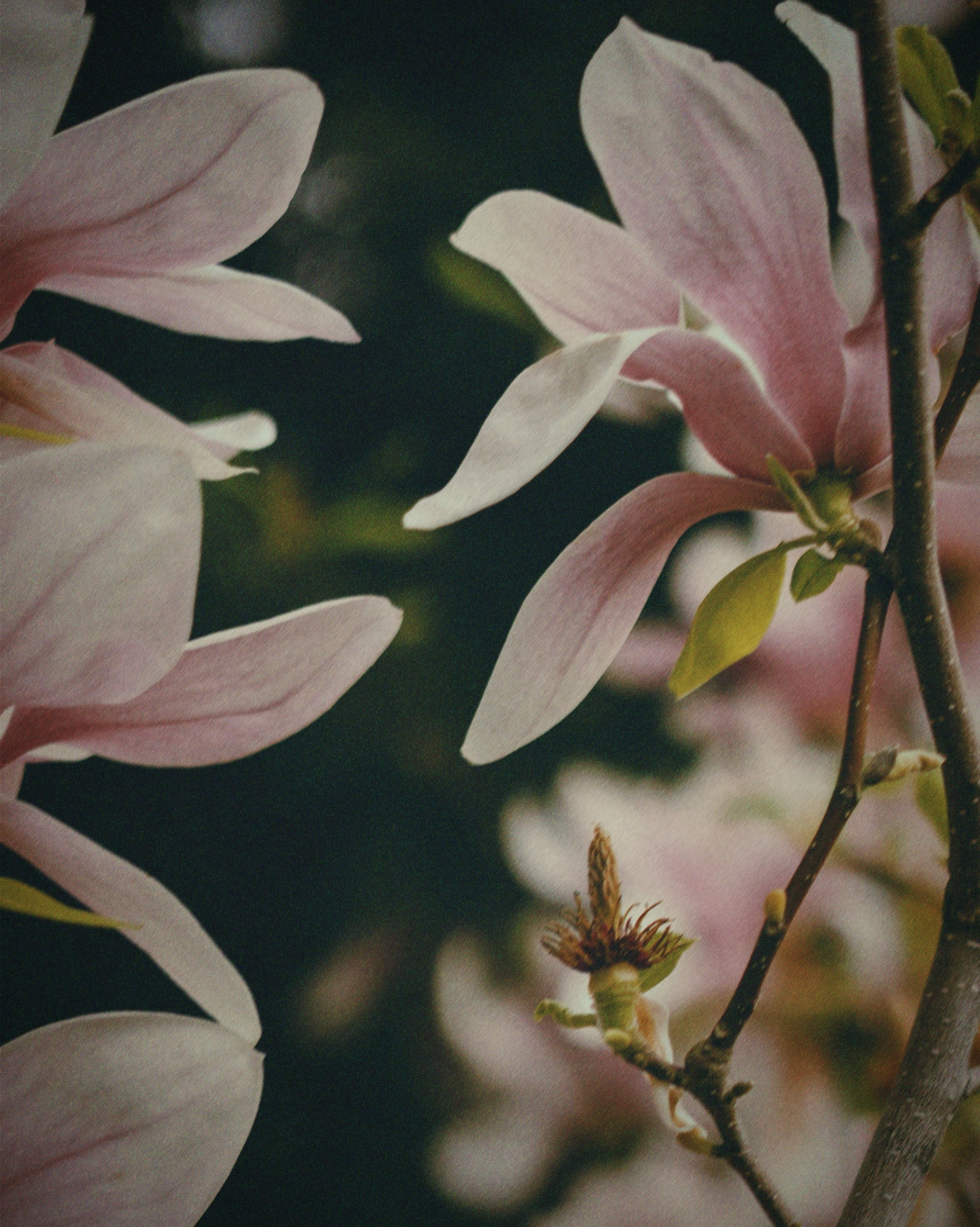 ПОРТРЕТ. Портретный и семейный фотограф в Мариуполе, РФ. Даша Жогло