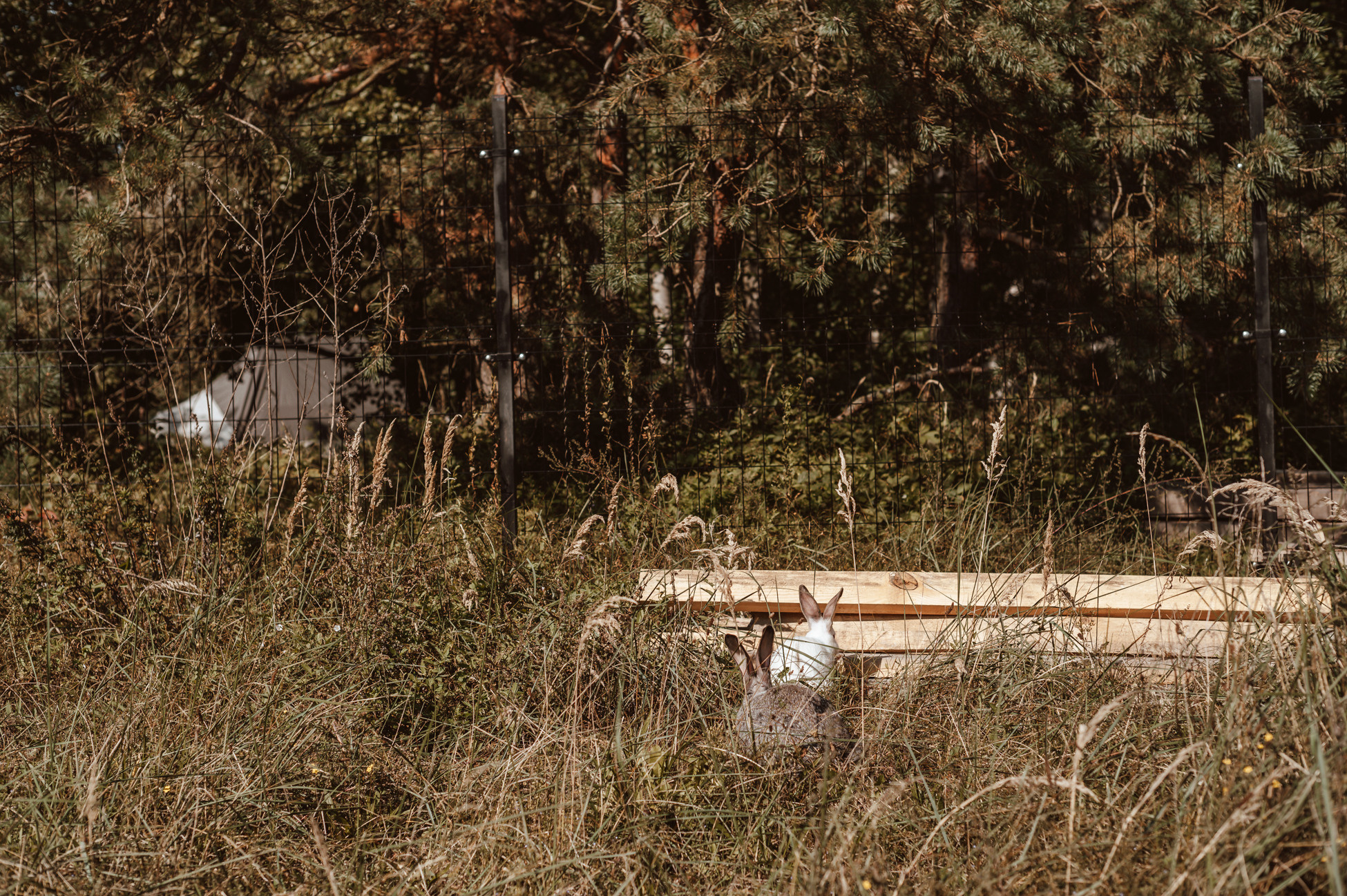 Artem & Alina. Hochzeitsfotografin Leipzig Dresden
