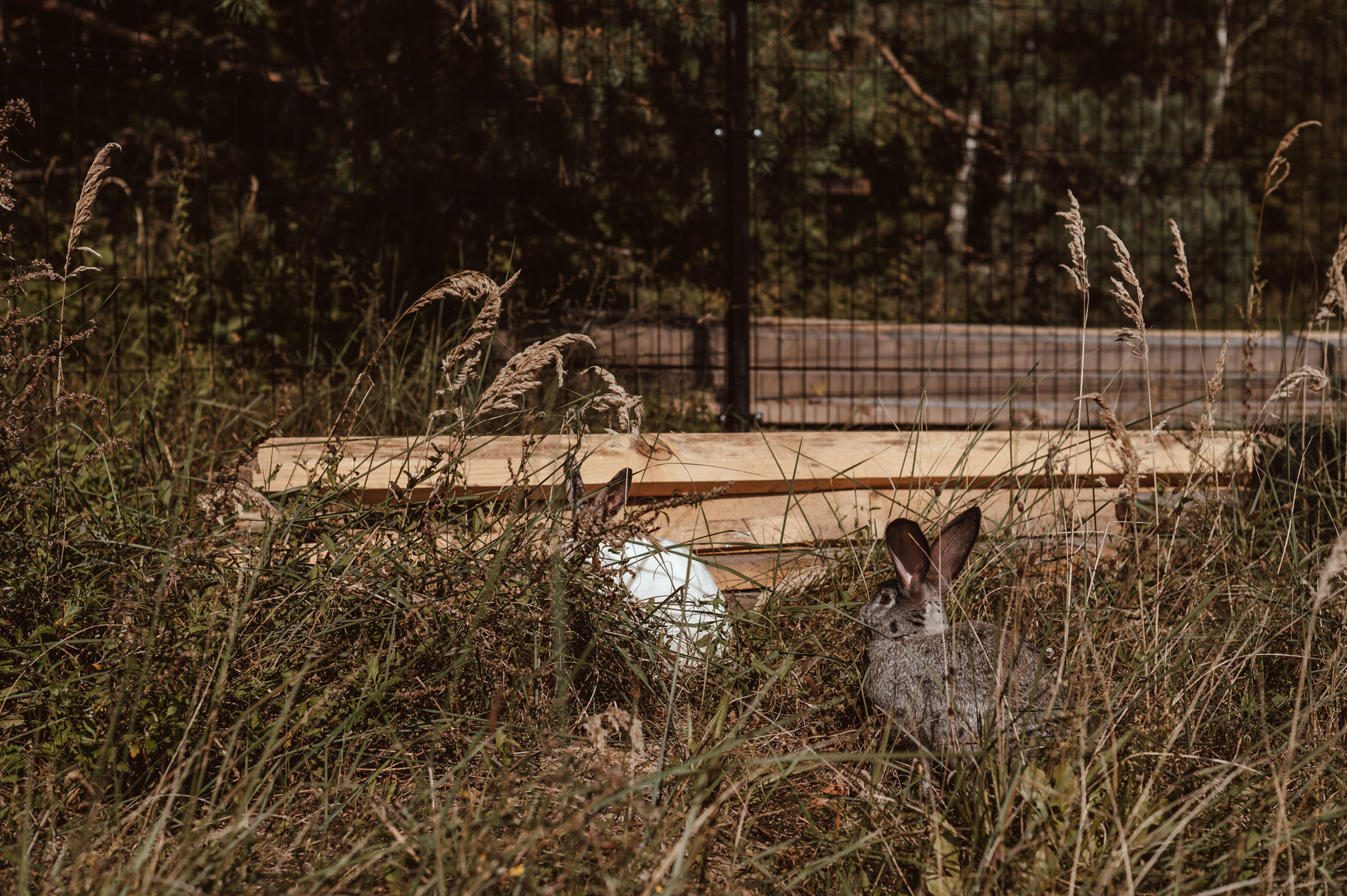 Artem & Alina. Hochzeitsfotografin Leipzig Dresden