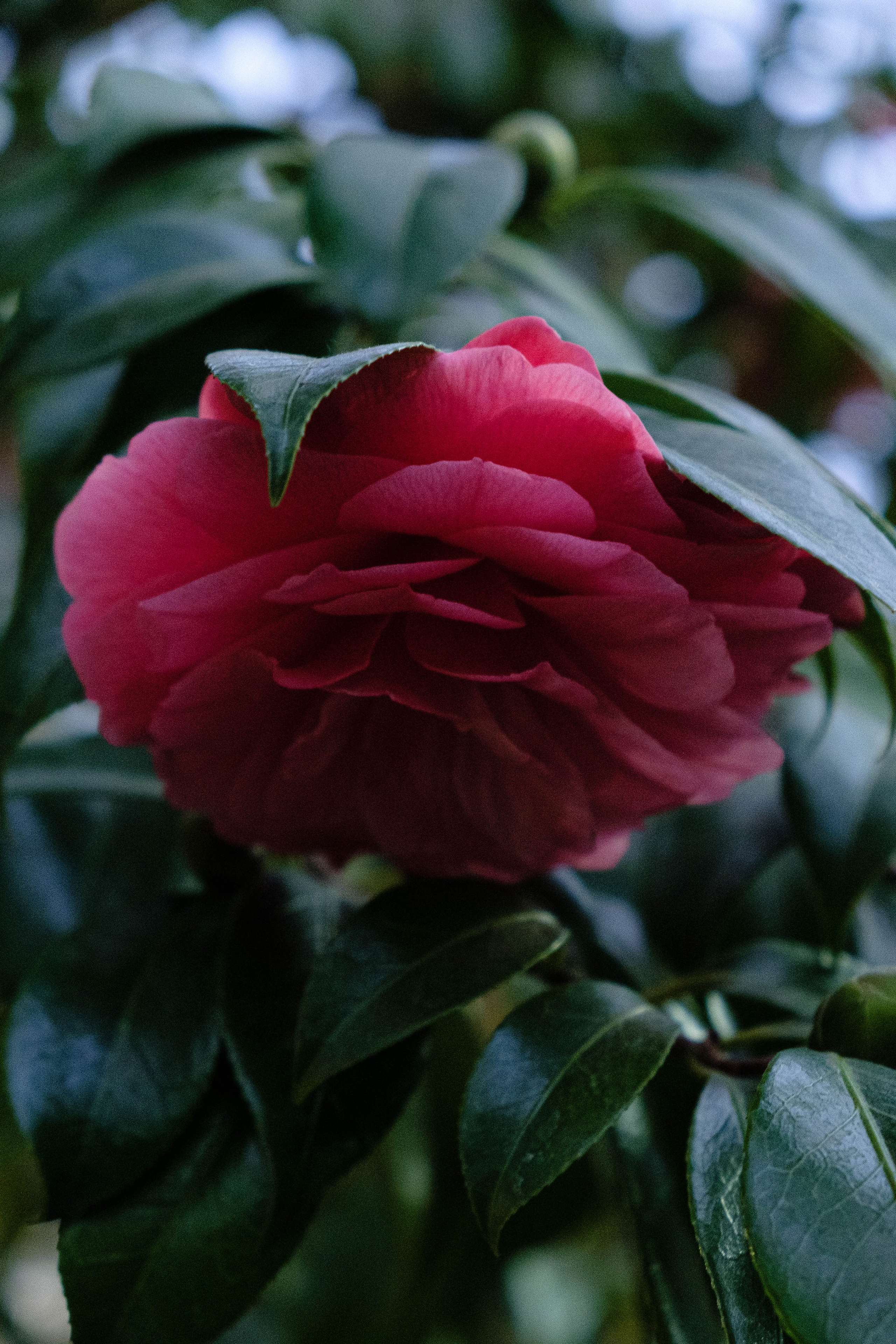 Старая Фондовая оранжерея. Алексей Никифоров свадебный и семейный фотограф Москва, Химки