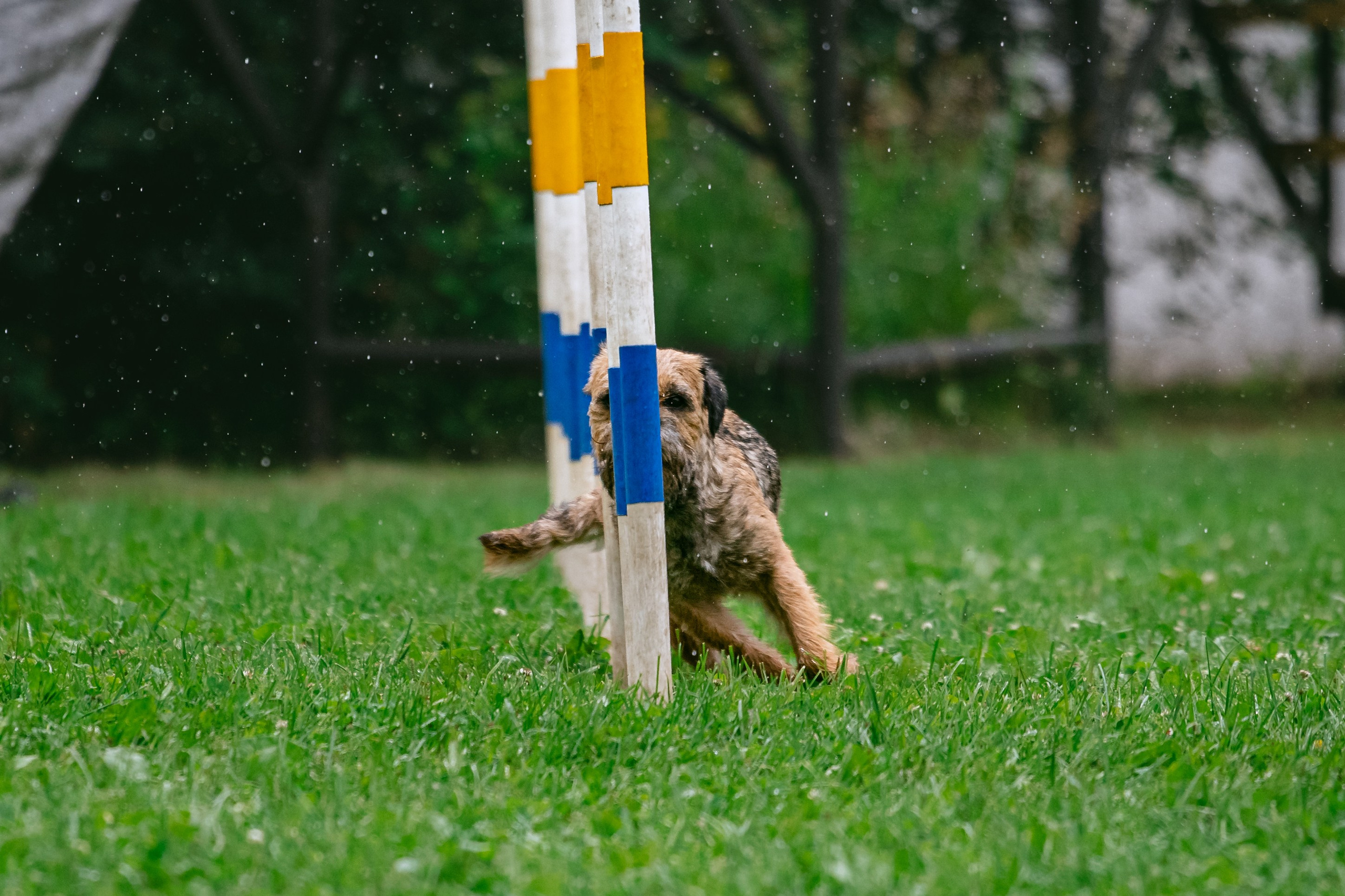 Соревнования по аджилити Долгопрудный 30.06.2025. Фотограф-анималист Татьяна Степанова