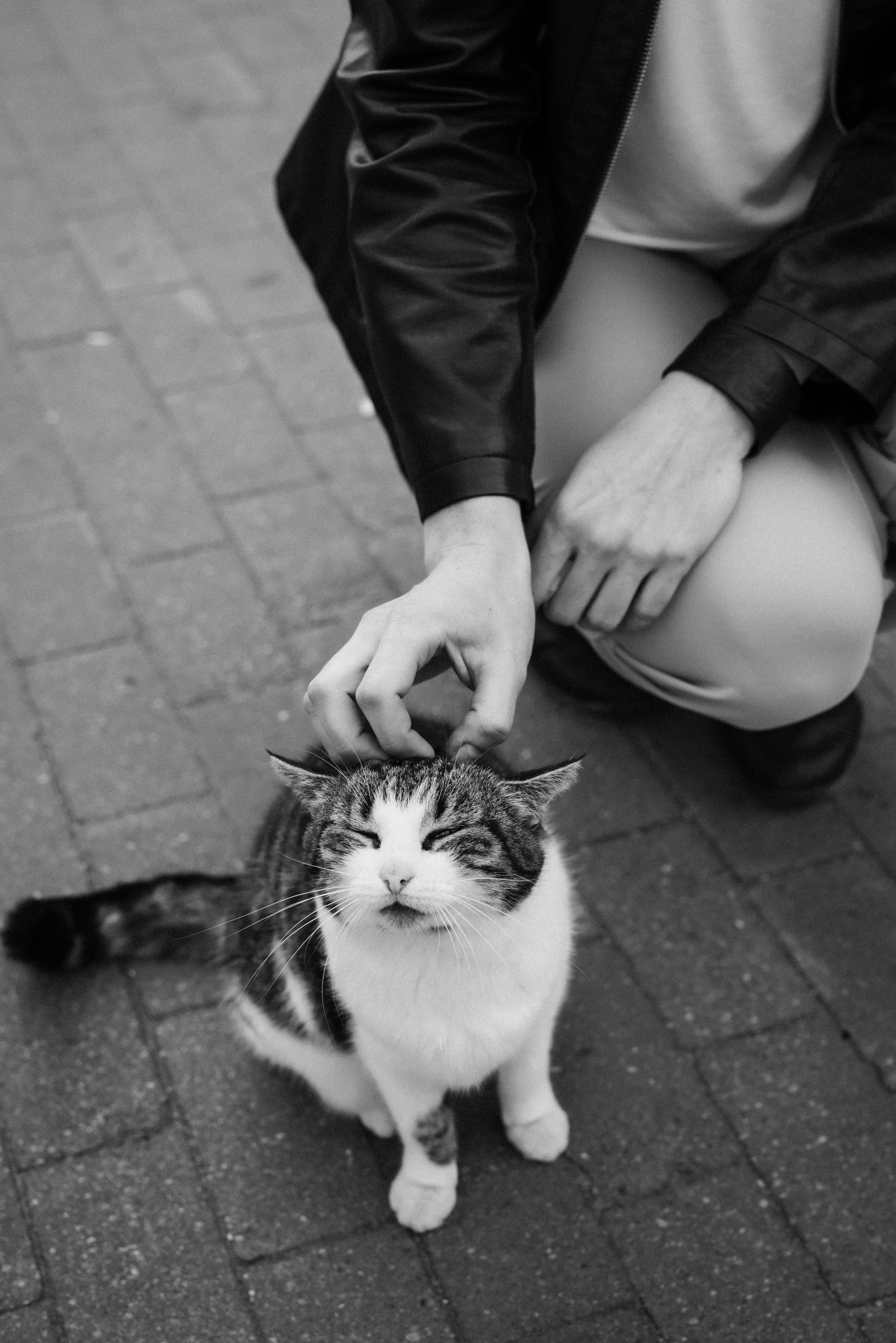 Коты Зеленоградска. Фотограф Зеленоградск Красильникова Елена