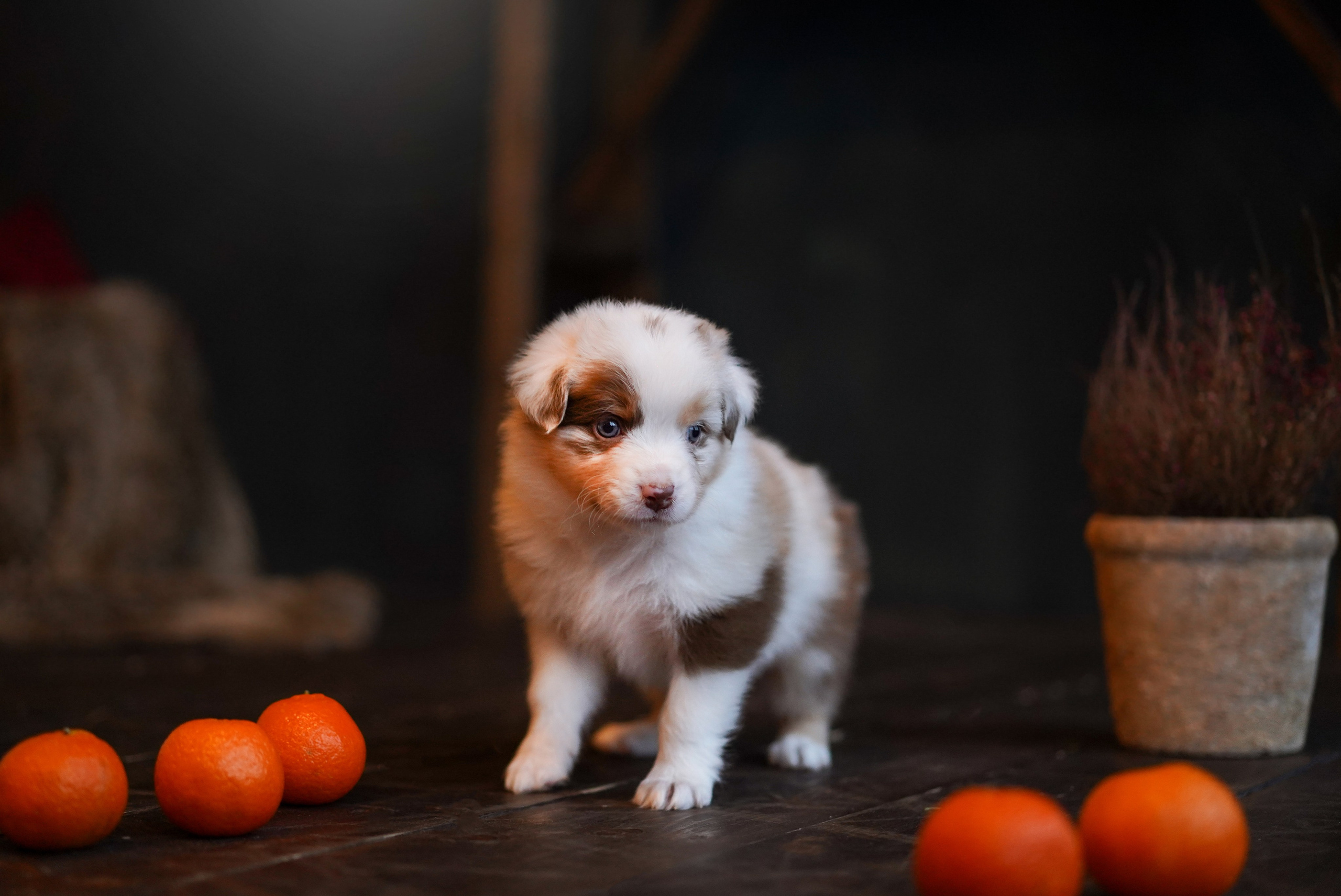 Съемка щеночков в студии. Фотограф-анималист в Санкт-Петербурге Яна Мартынова