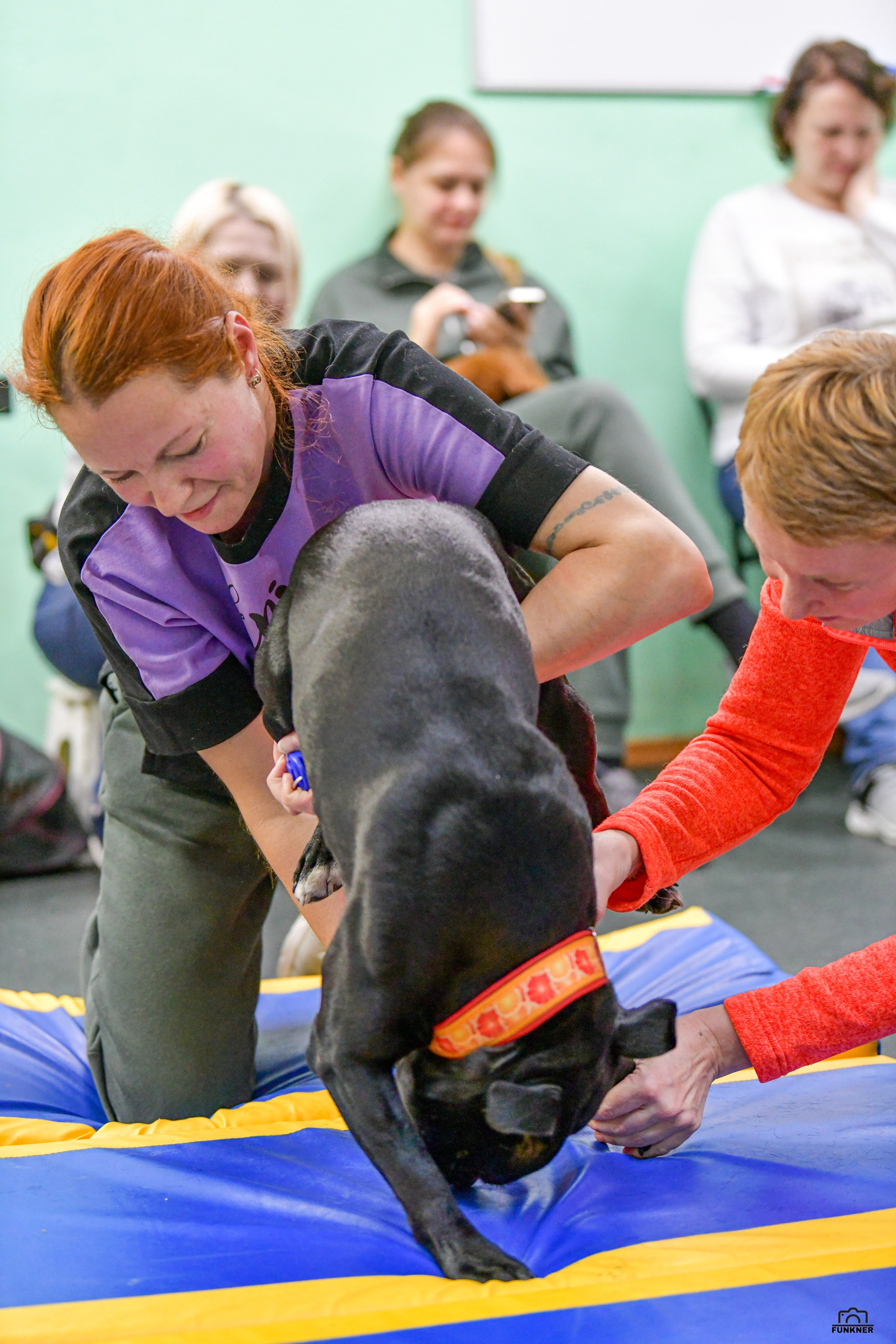 Кинологический клуб «Бодрый хвост». Свой взгляд через объектив