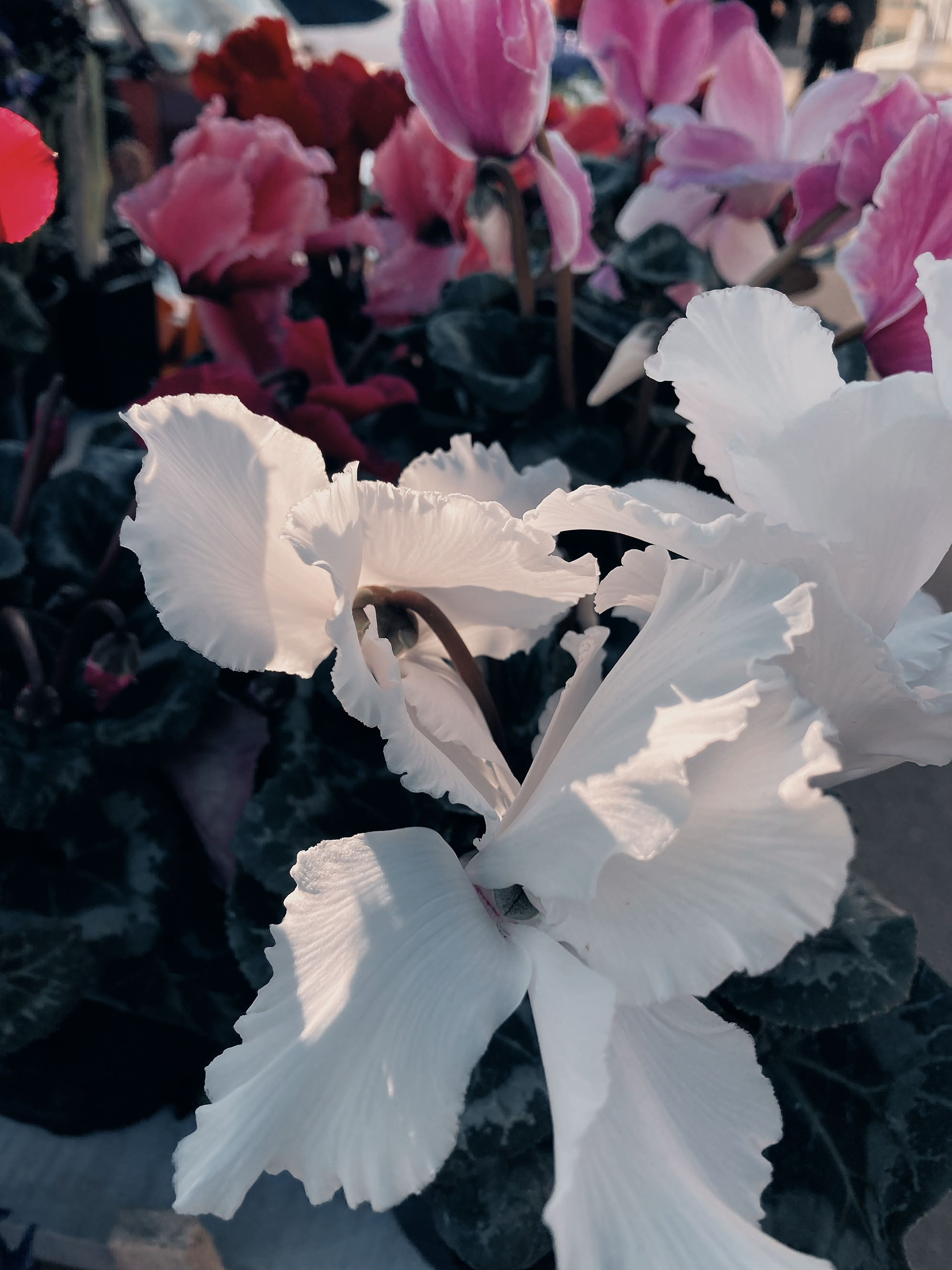 Макро любовь. Смотри, красота!