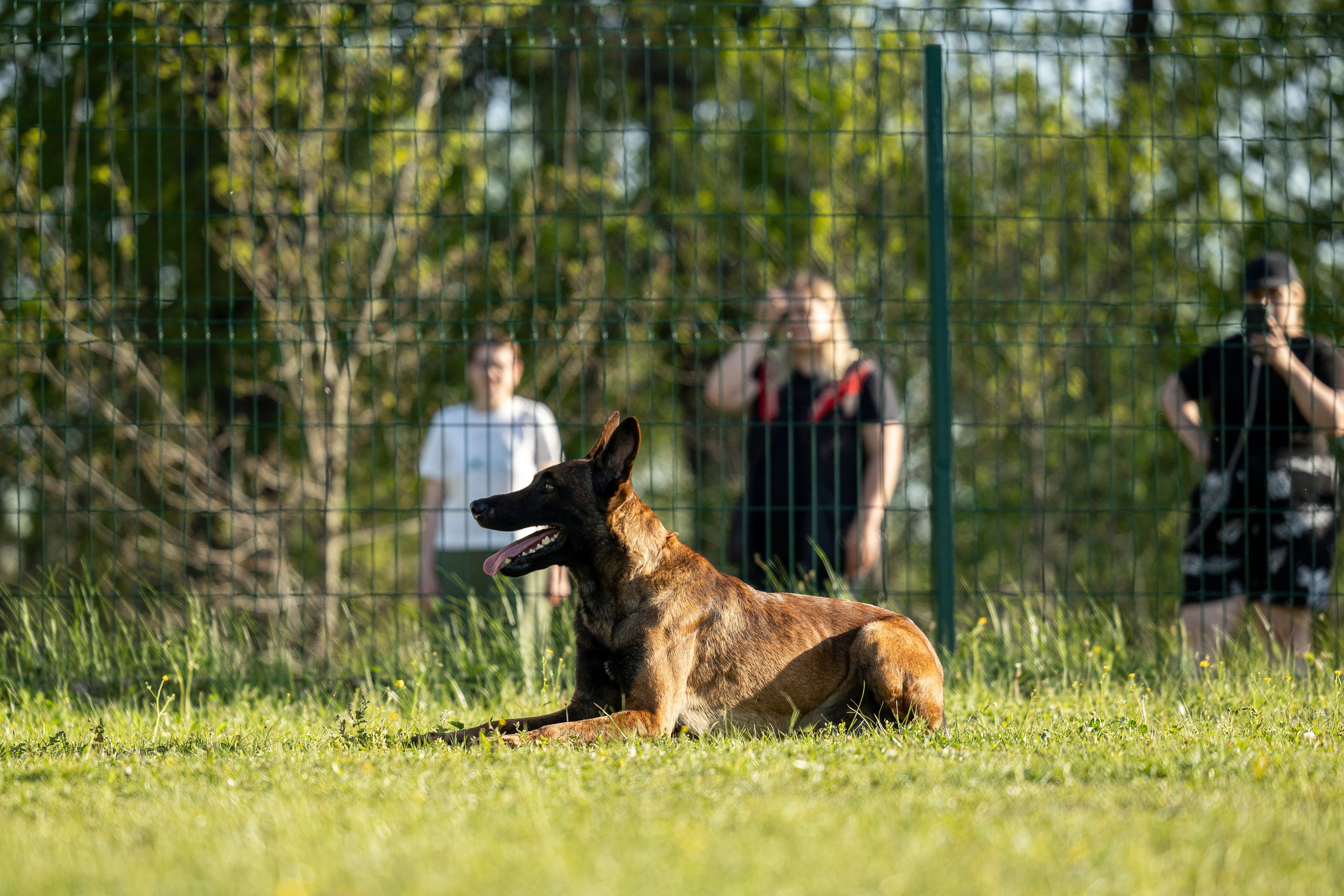 Испытания по мондьорингу в Нижнем Новгороде. Фотограф-анималист Анна Маринич