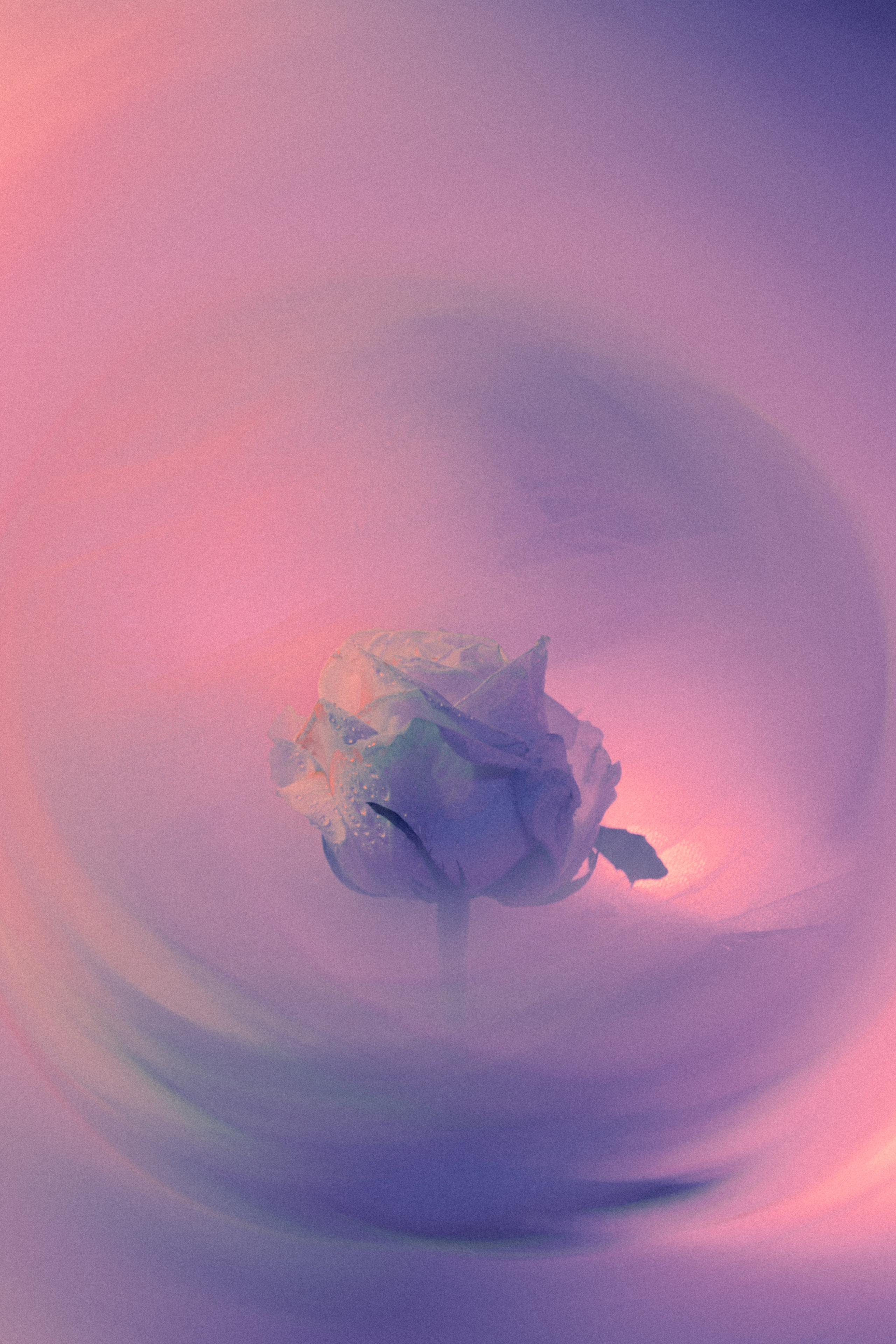 Rosa. Фотограф Санкт-Петербург Макарова Дарья