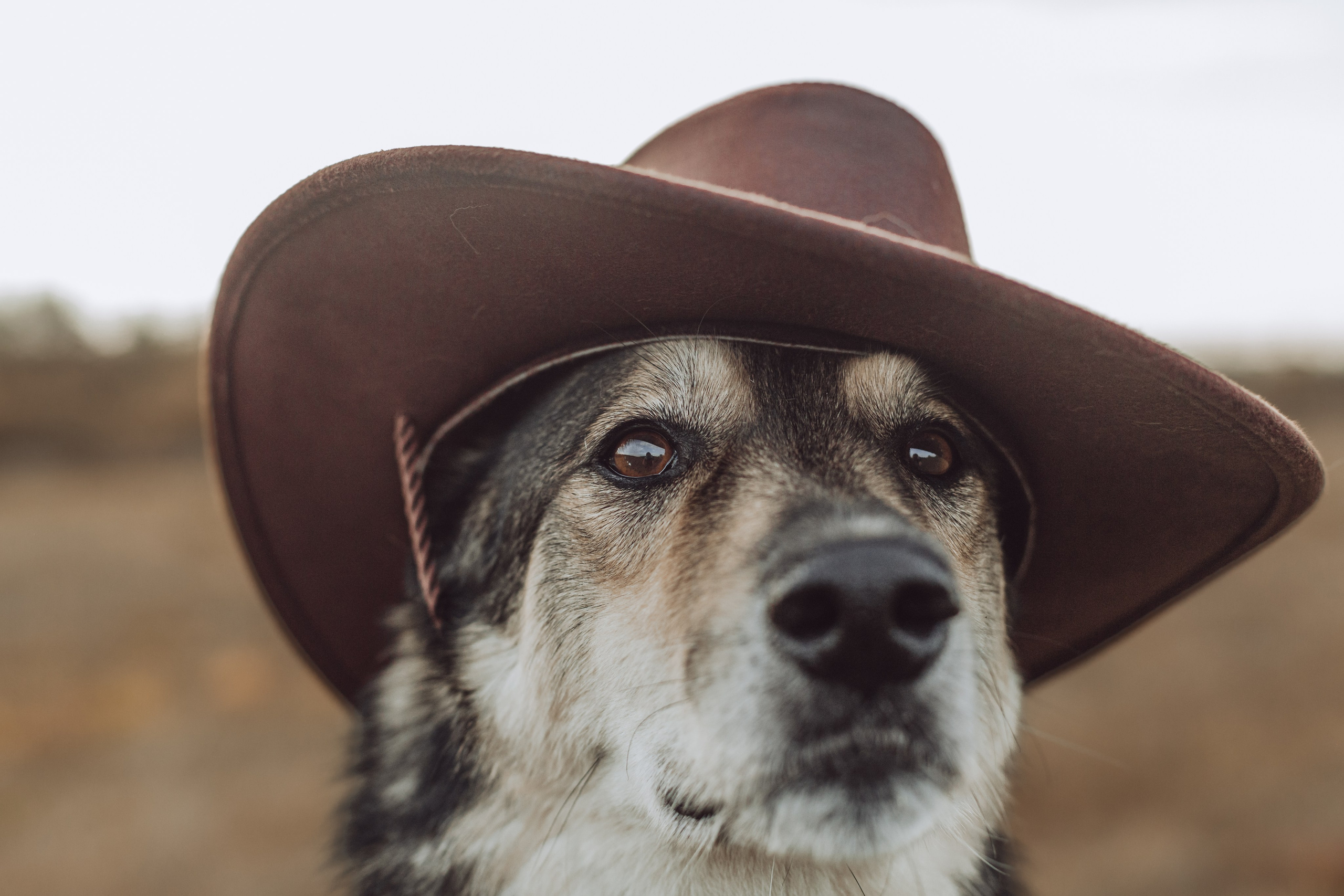 Кантри Дюк. Фотограф-анималист Татьяна Степанова