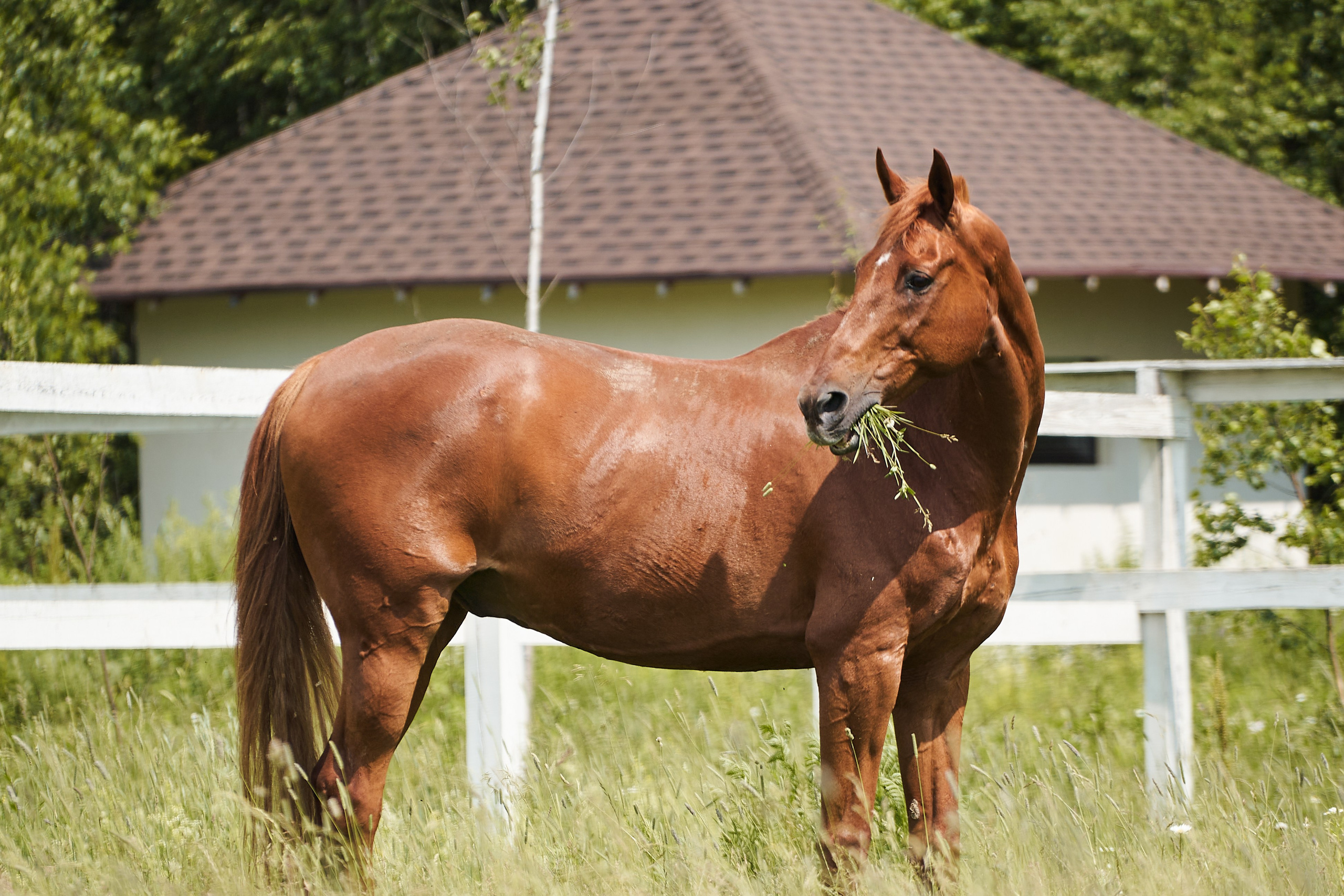 Эмбилгон, буденновский, КСК «Звёздный». Фотосессии с лошадьми в Москве, Новосибирске