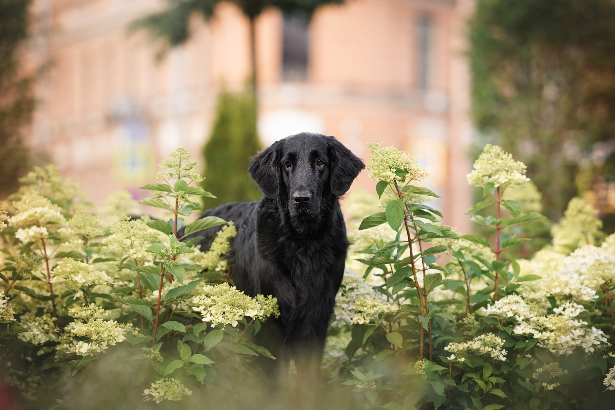 Анна и Мустик. Фотограф-анималист в Санкт-Петербурге Яна Мартынова