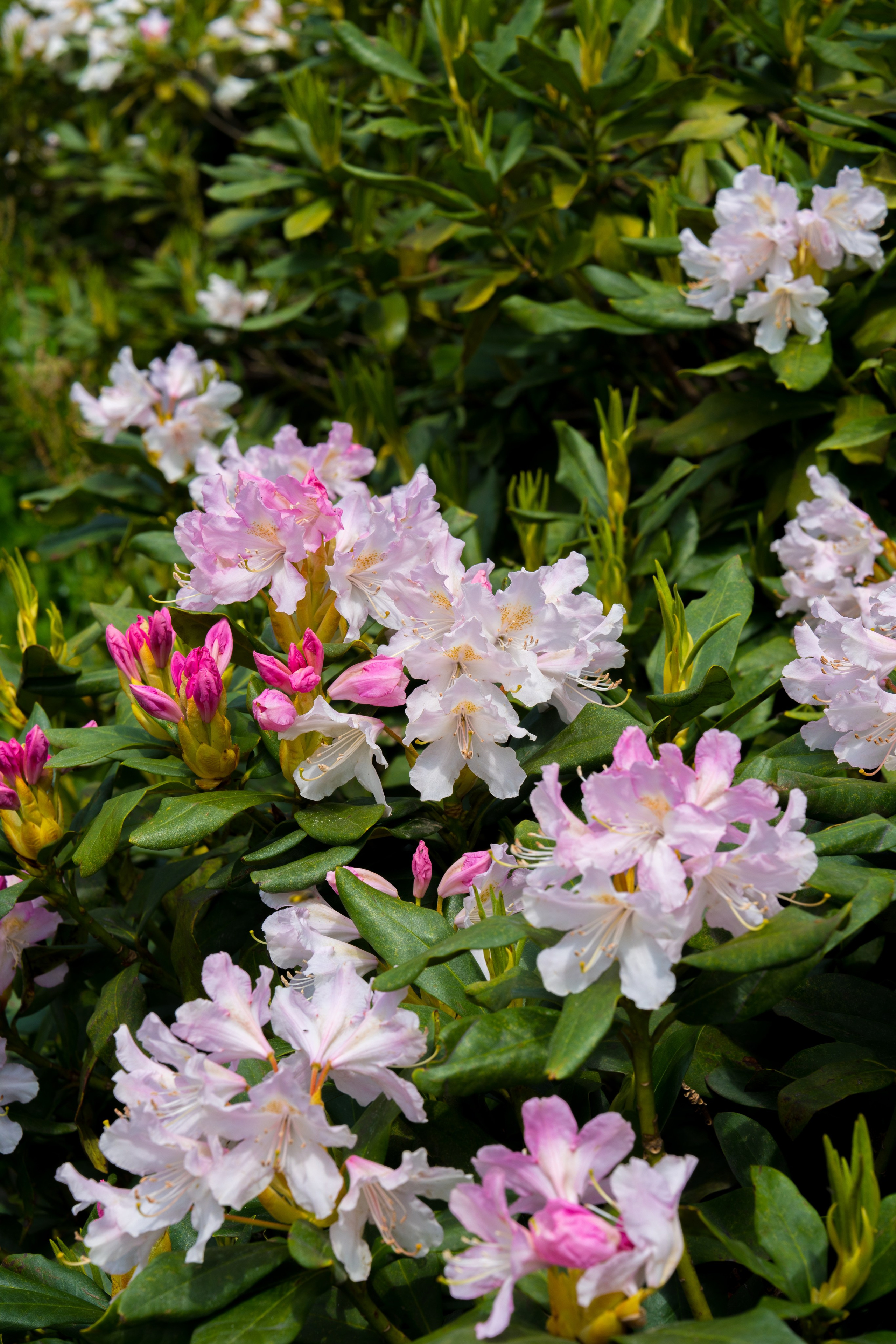 MICE мероприятие для компании «Доставка морем»: хайкинг к Ачипсинским водопадам. Репортажный фотограф в Красной Поляне и Сочи Павлюченко Екатерина