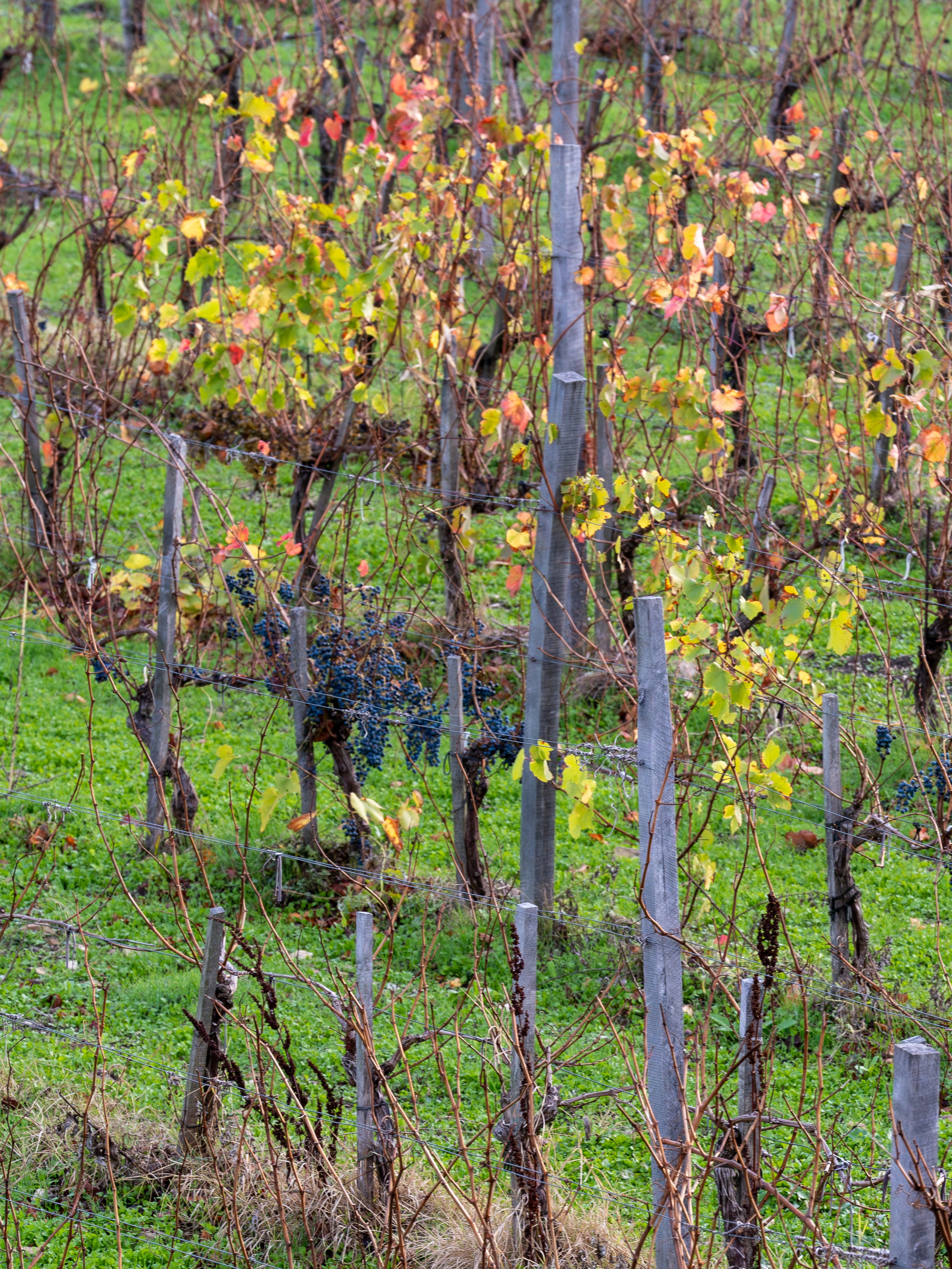 Литературная мастерская с Ольгой Шутовой в «Винотеррии». Репортажный фотограф в Красной Поляне и Сочи Павлюченко Екатерина