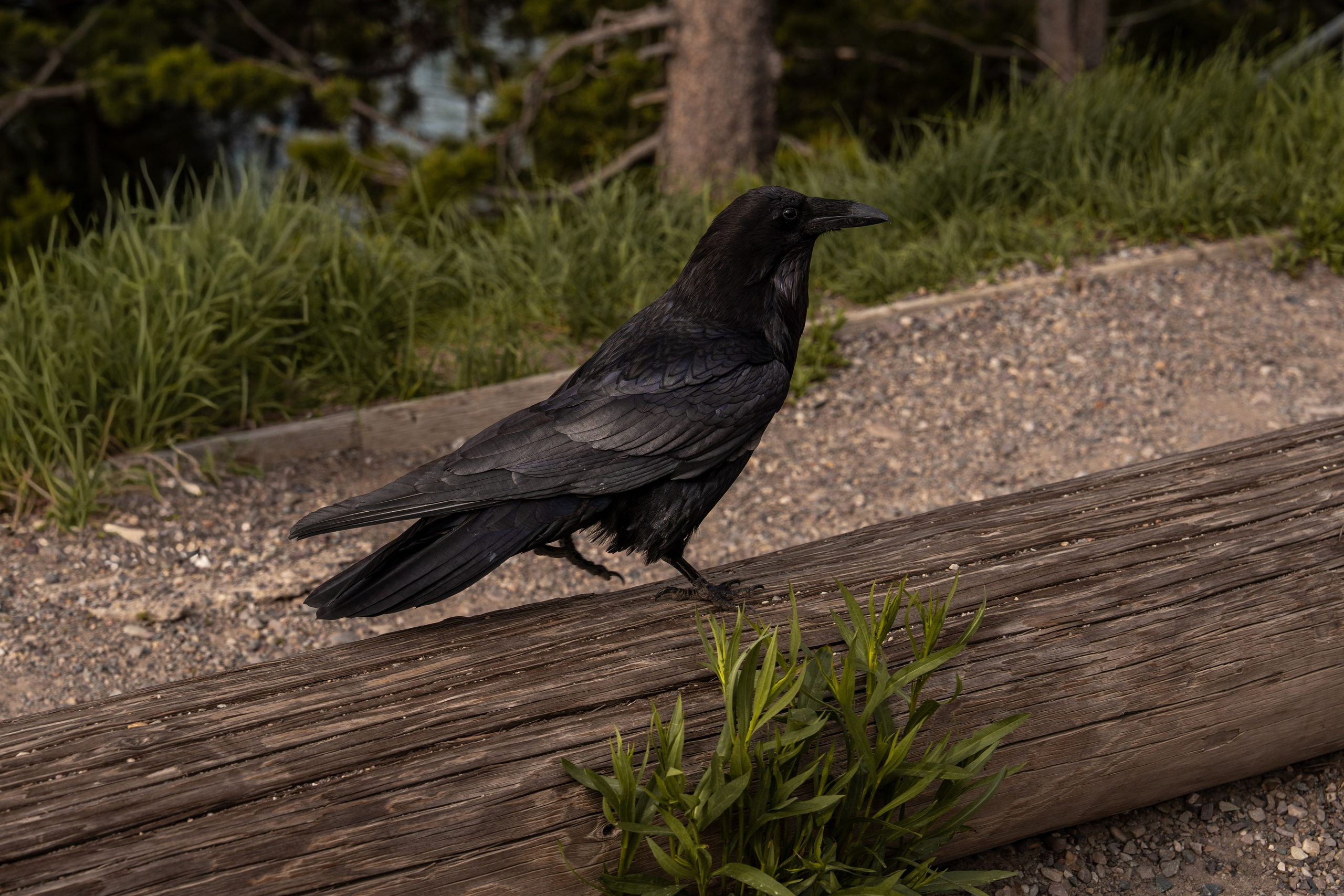 Путешествия и пейзаж. Репортажный фотограф в Красной Поляне и Сочи Павлюченко Екатерина