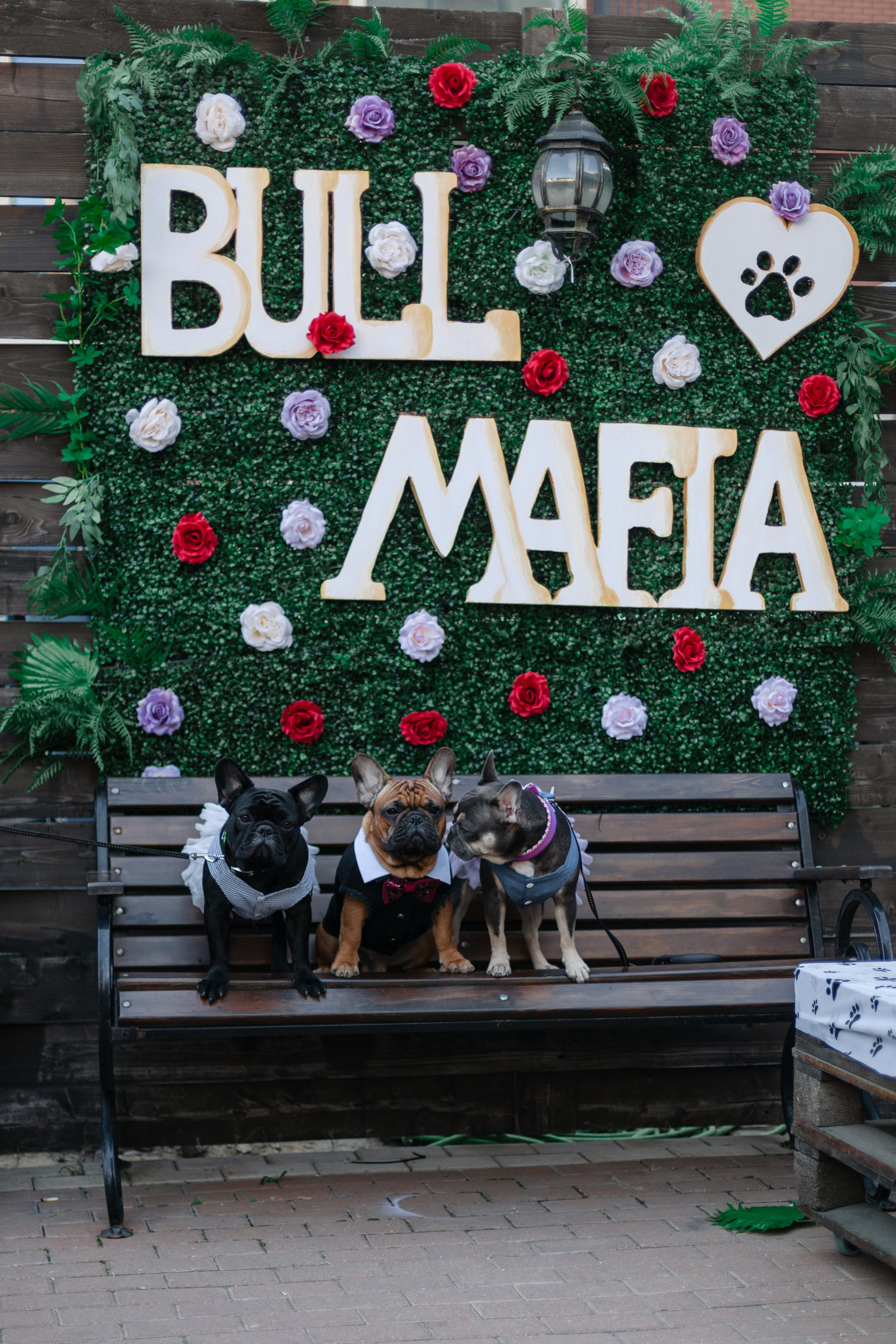 Бульбалл 23.04.2023. Фотограф-анималист Татьяна Степанова