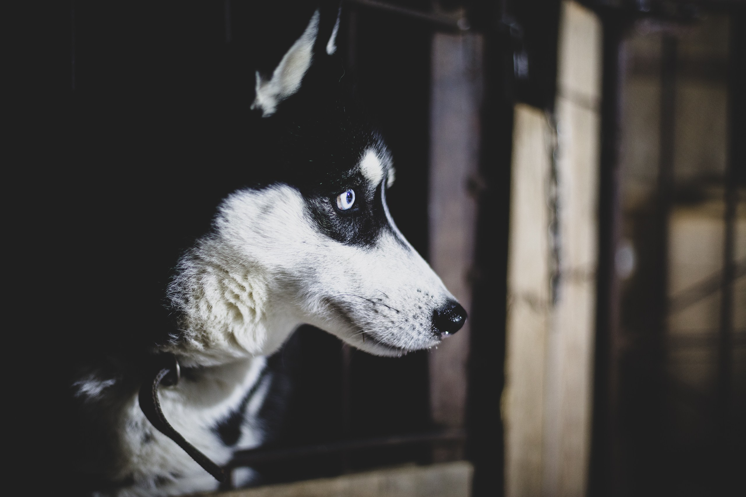 Фонд помощи: Husky_help_21. Фотография