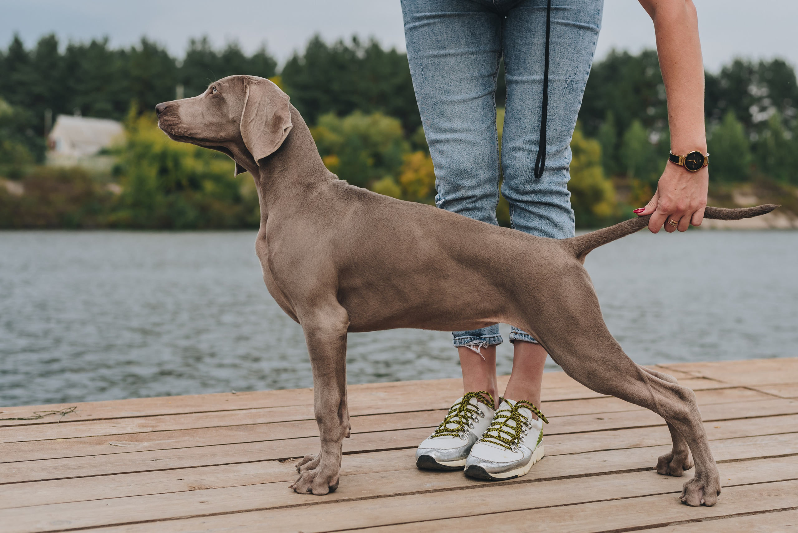 Weimaraner. Natalia Finch Photography — Family, Kids & Pet Photographer in Chicago, IL