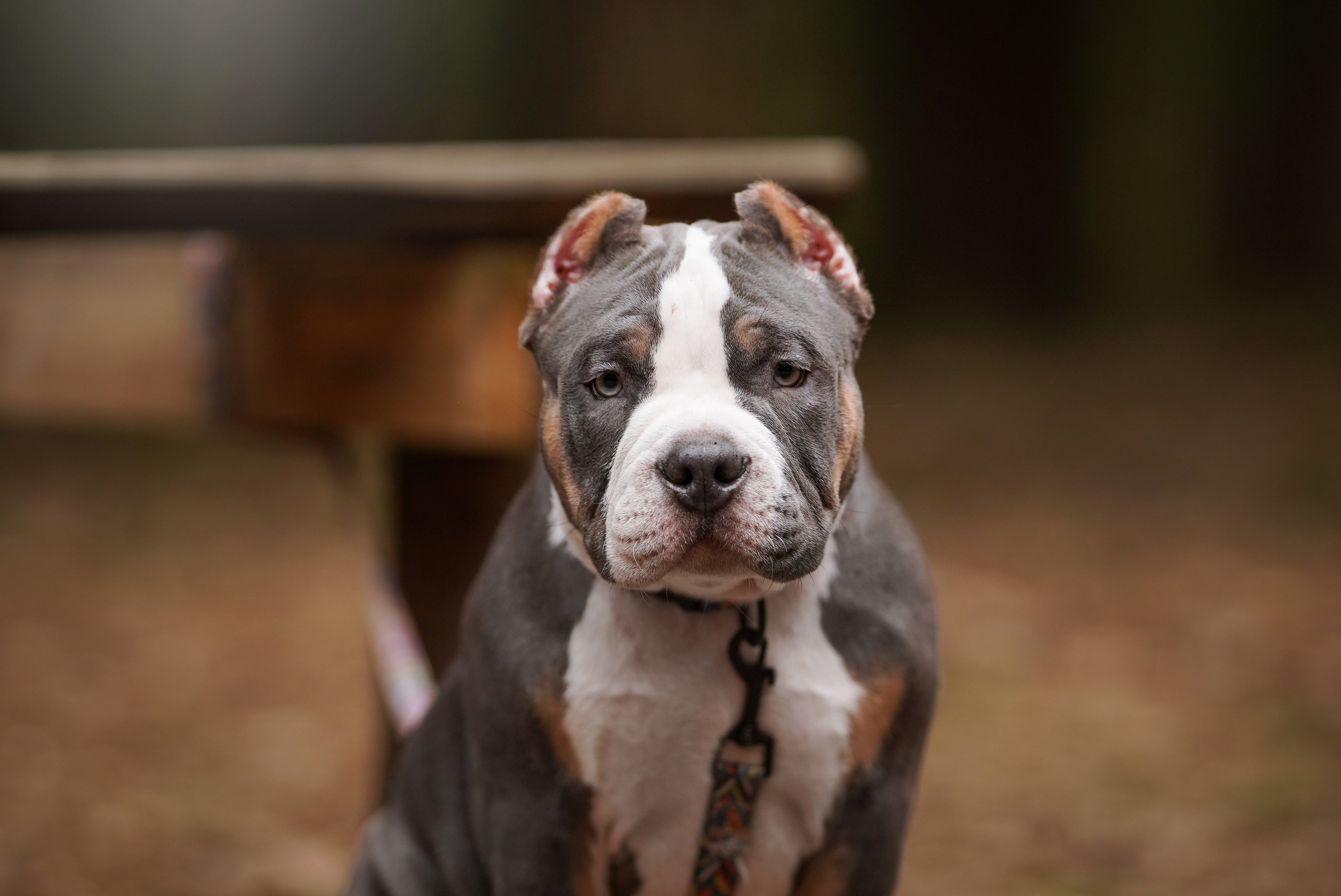 Щенки булли. Фотограф-анималист в Санкт-Петербурге Яна Мартынова