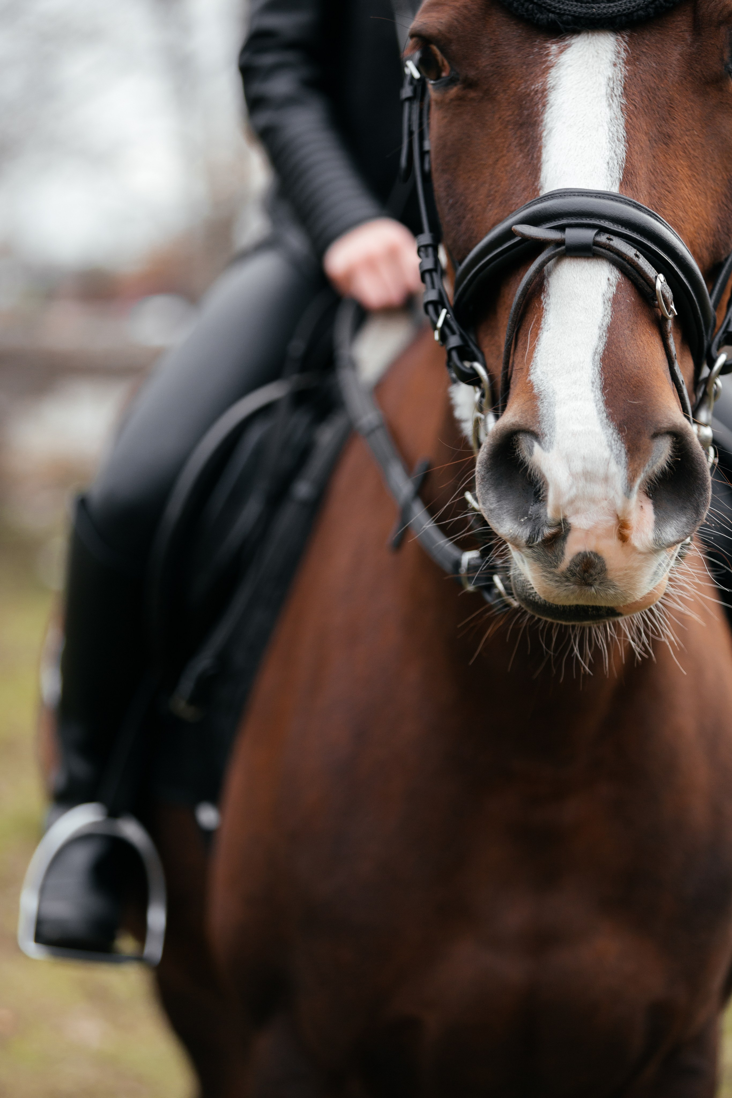 История на конюшне. Фототерапевт Ева Бунеева