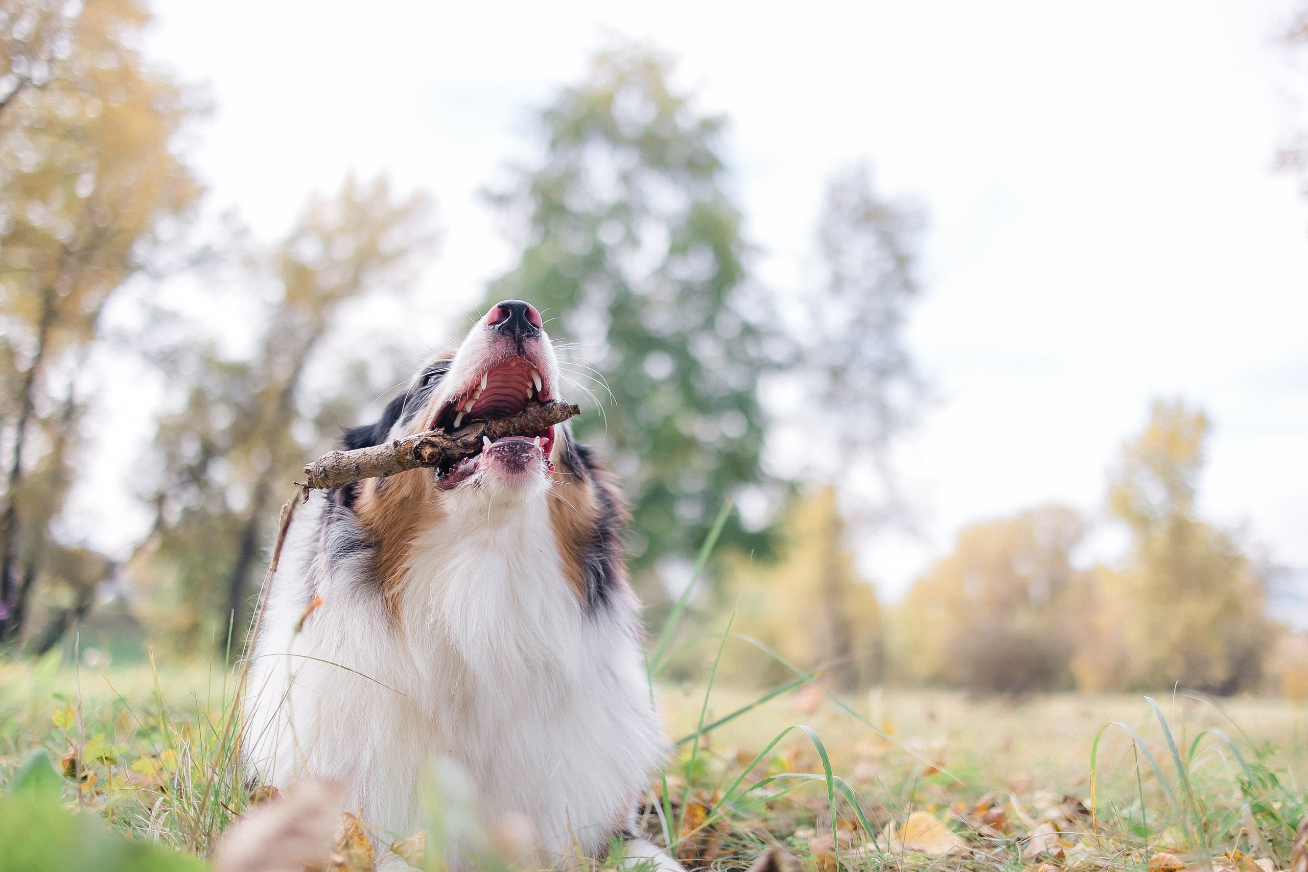 Аусси Дэймон. Свадебный и женский фотограф