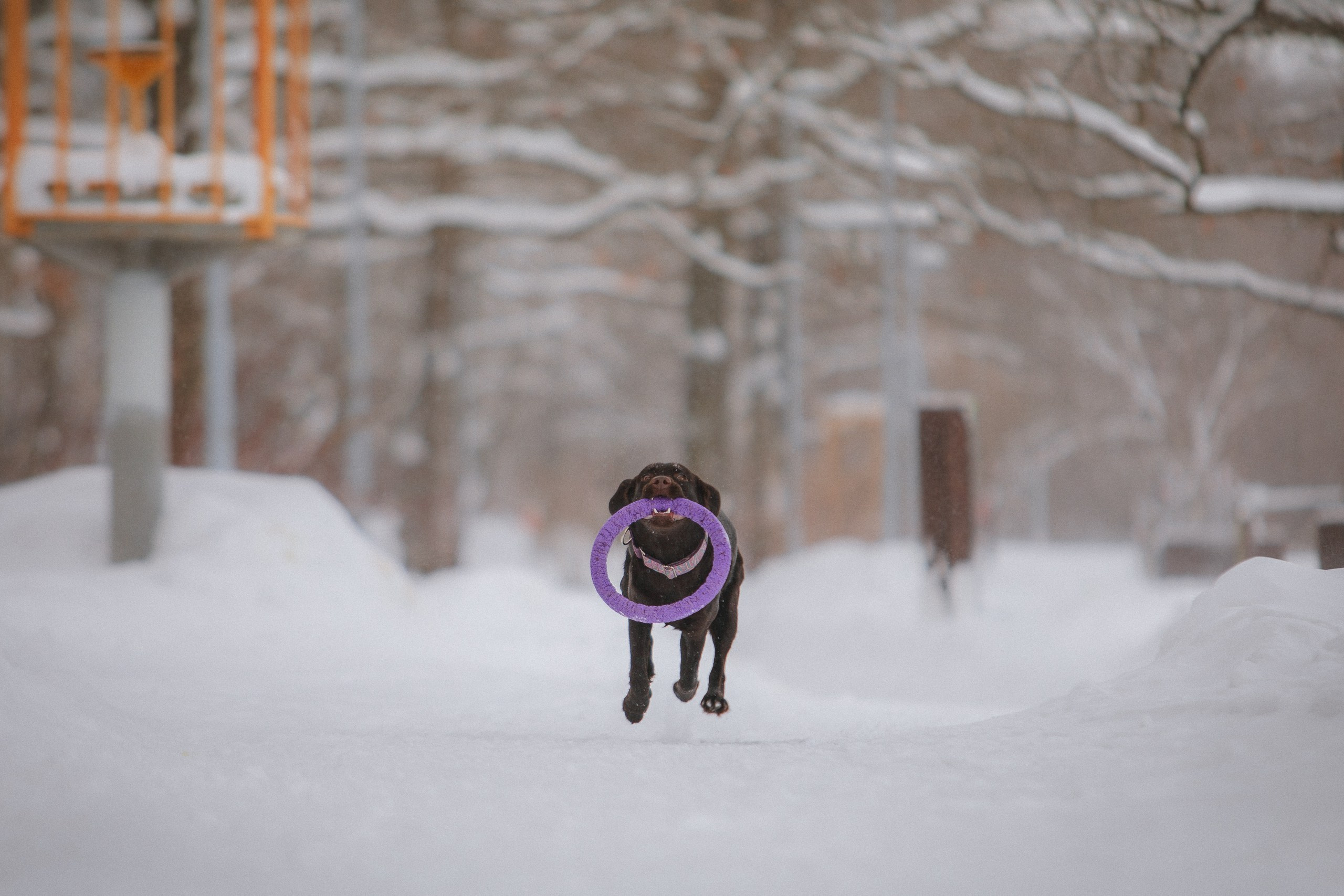 Йоло и Акира. Фотограф анималист Кузнецова Анна Нижний Новгород