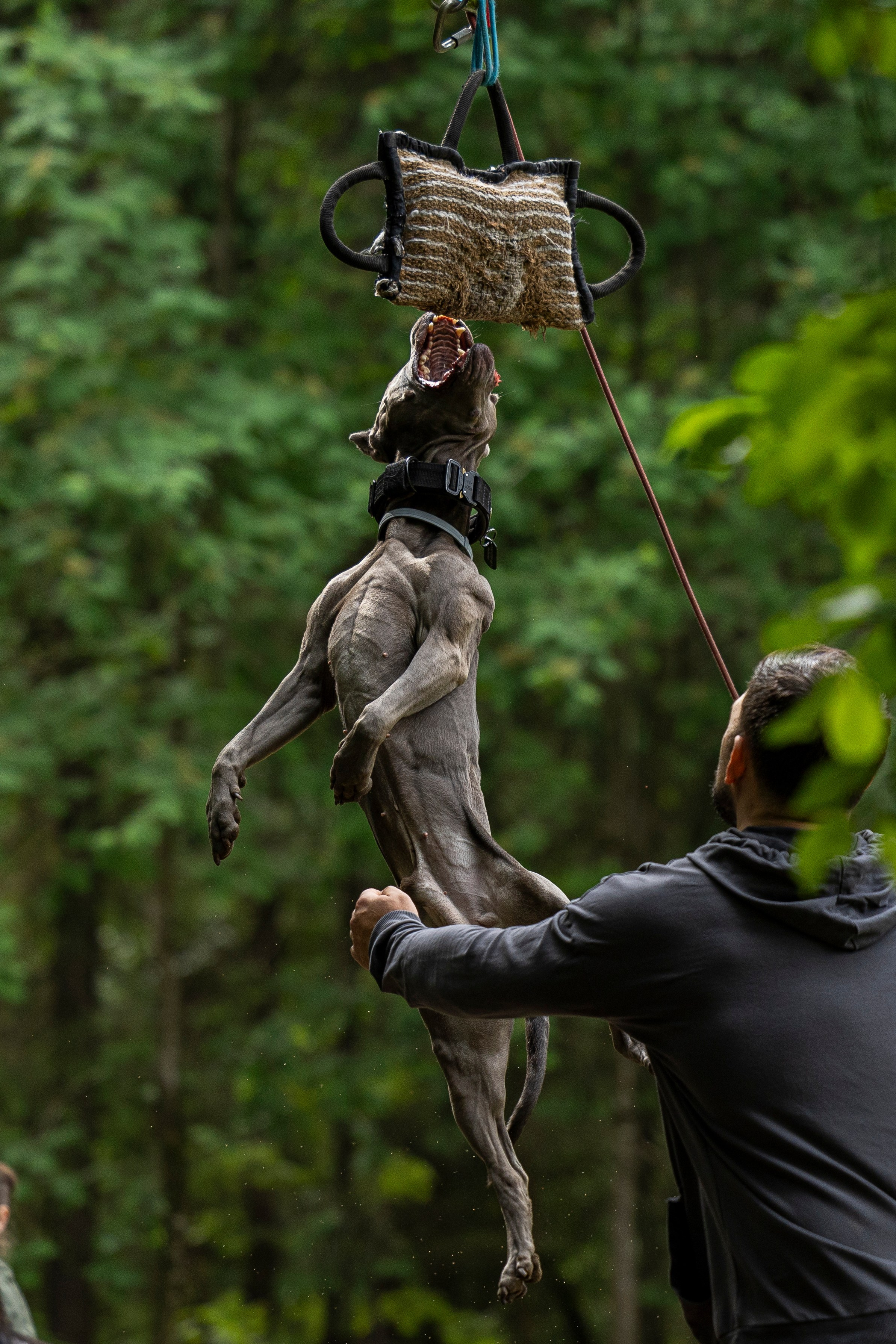 Пит-стафф многоборье. Фотограф-анималист Анна Маринич