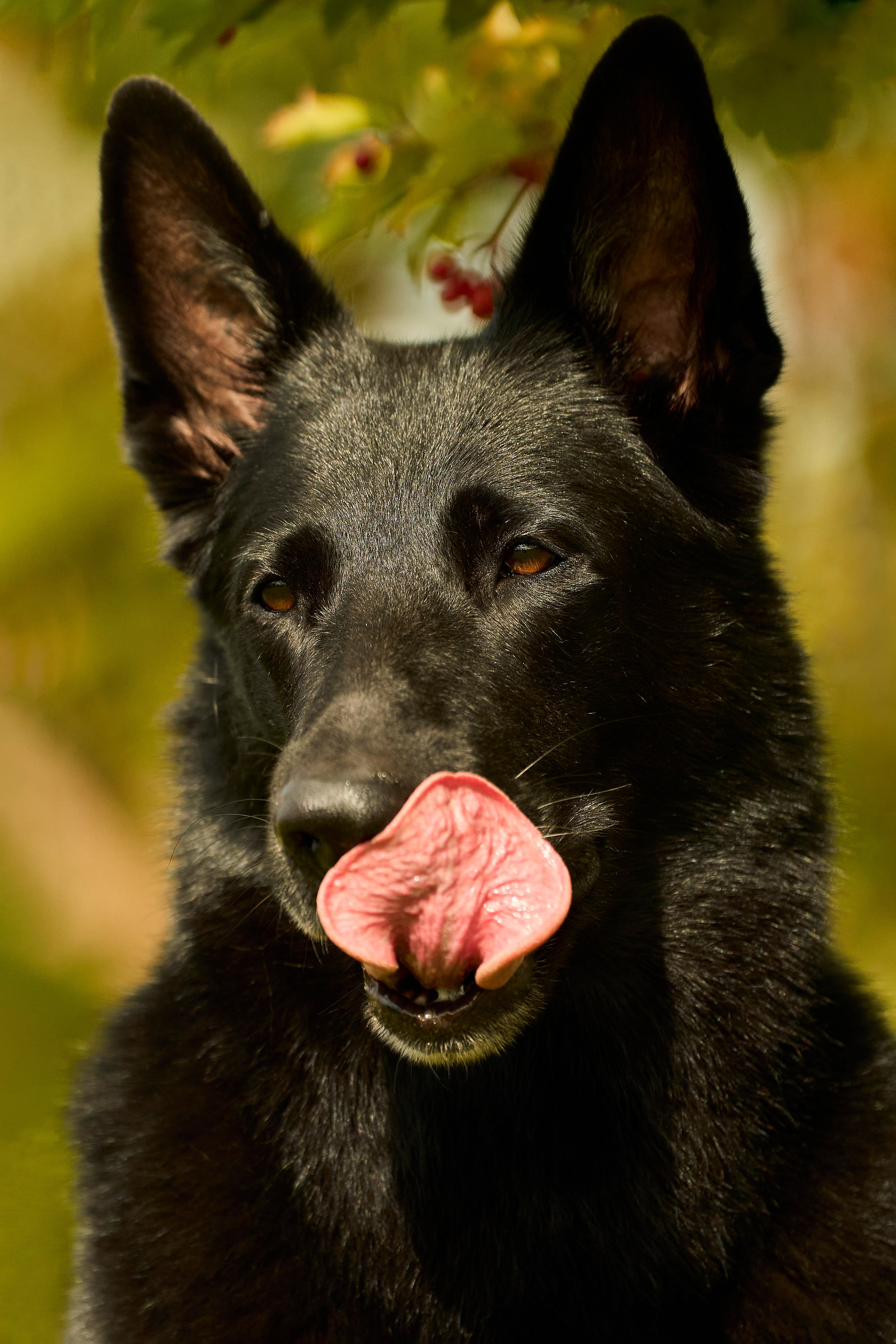 Фотосессия ваших питомцев. Женский и свадебный фотограф в Москве Елена Тараскина