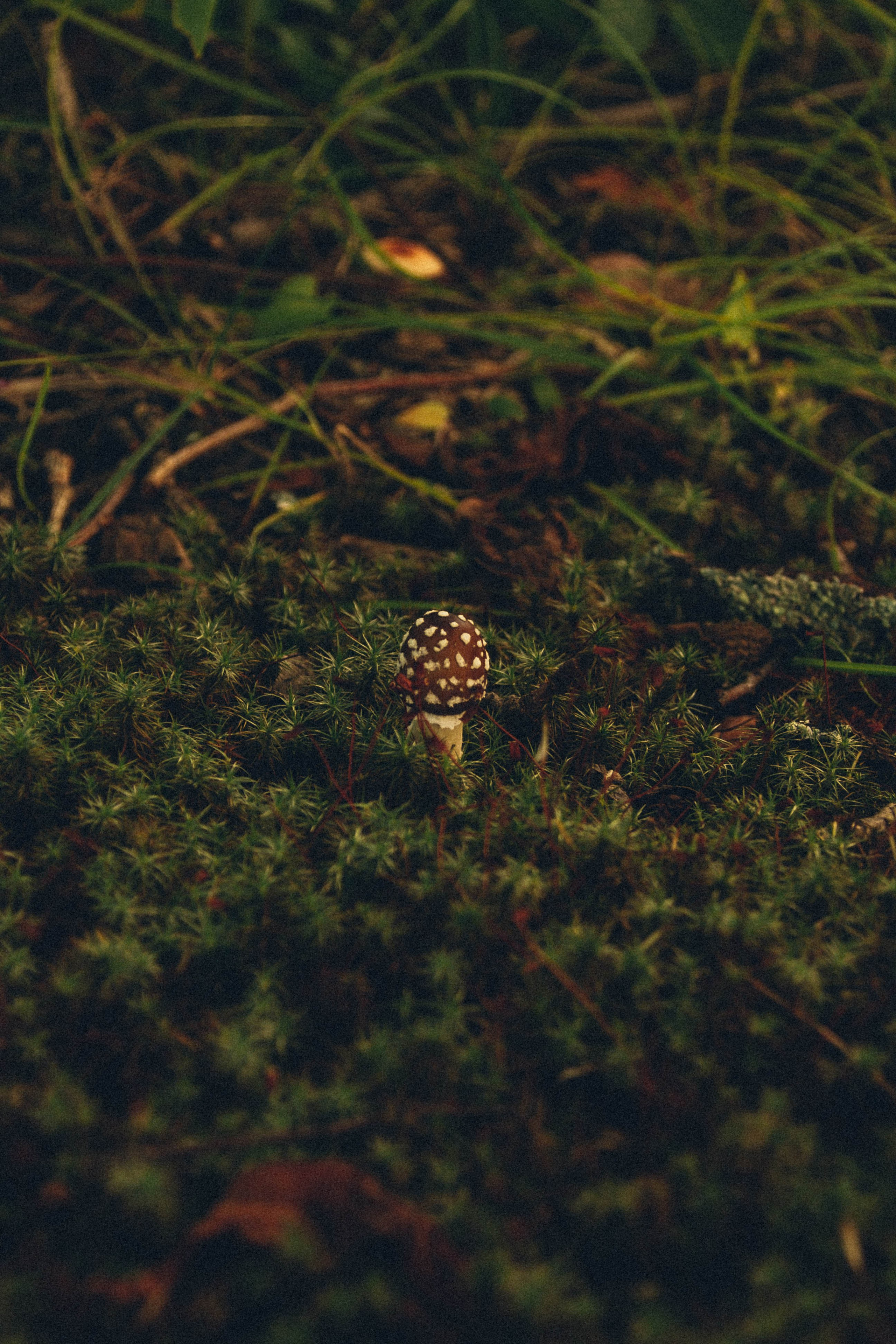 Природа. Darinishna Фэнтези-фотограф Хабаровск