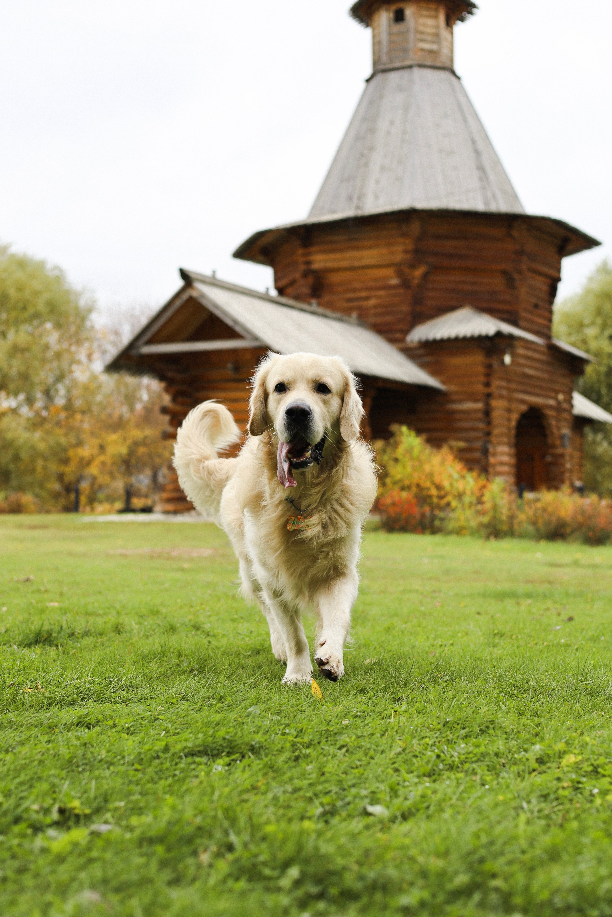 Фрэнк, Даша и Максим. Фотограф-анималист Ксения Шевцова|Москва