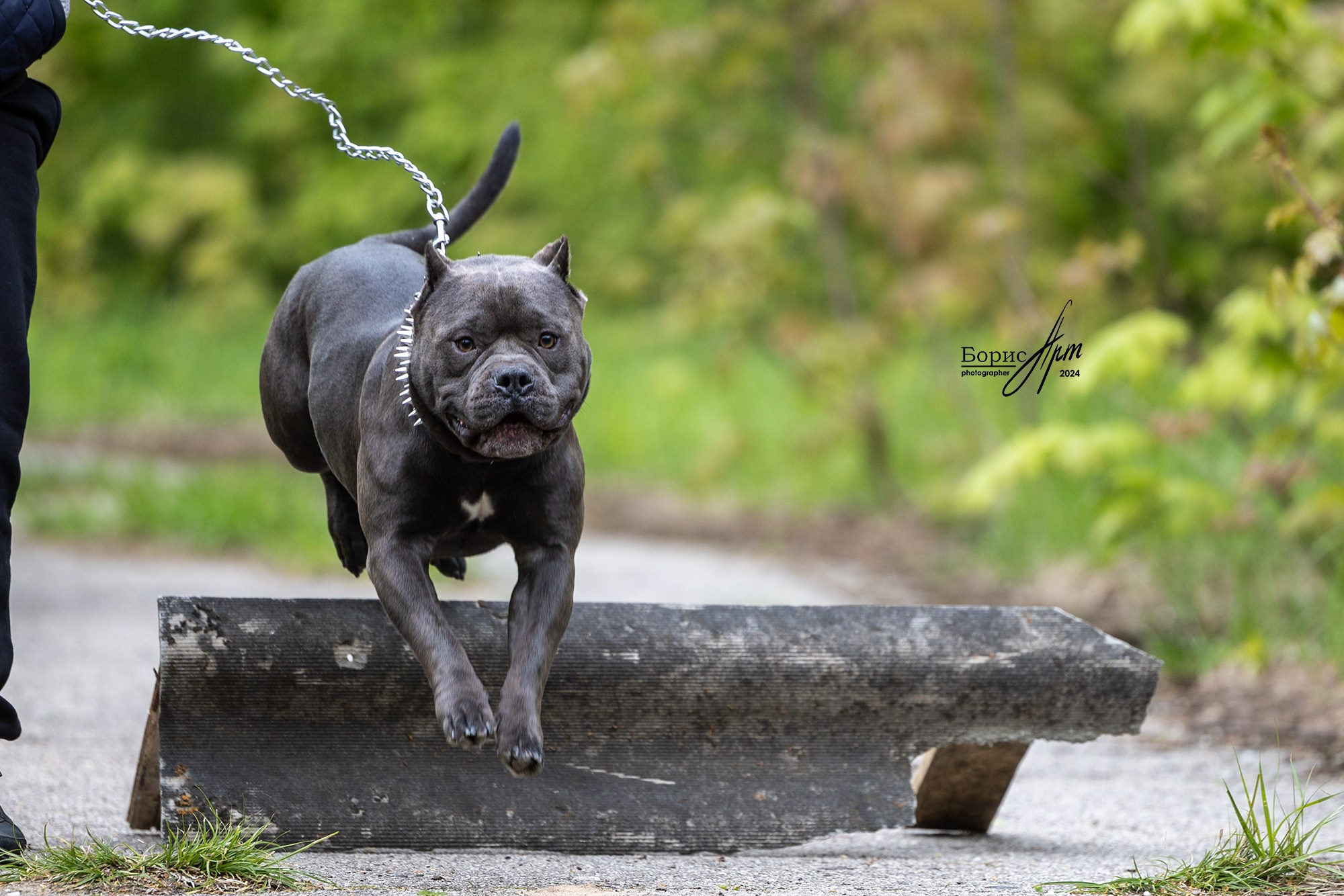 МАШЕНЬКА И БУЛЛИ. Борис Артамонов фотограф — анималист. Москва