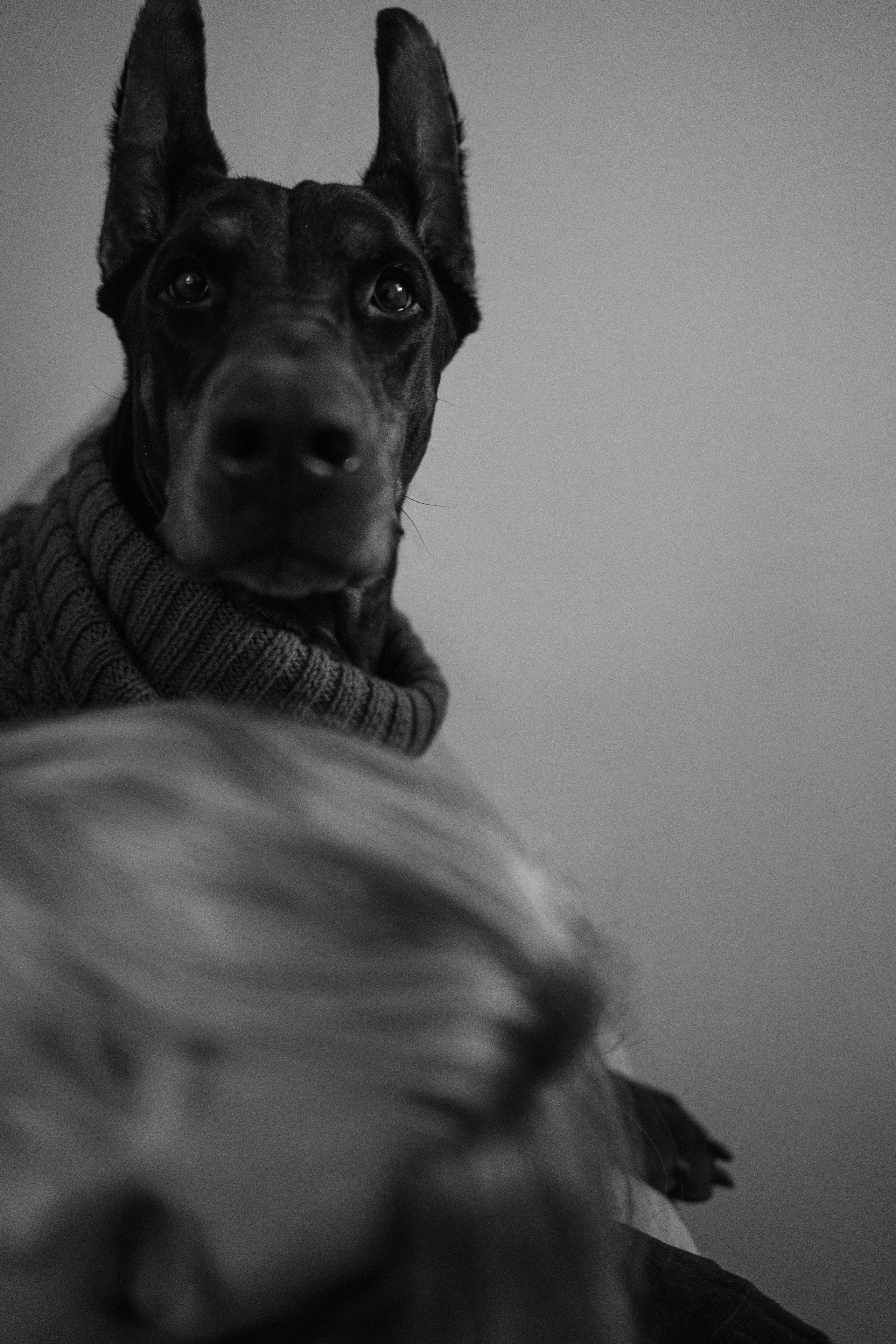 Саша и Асти. Фотограф анималист в Москве и Санкт-Петербурге Свиридова Анна