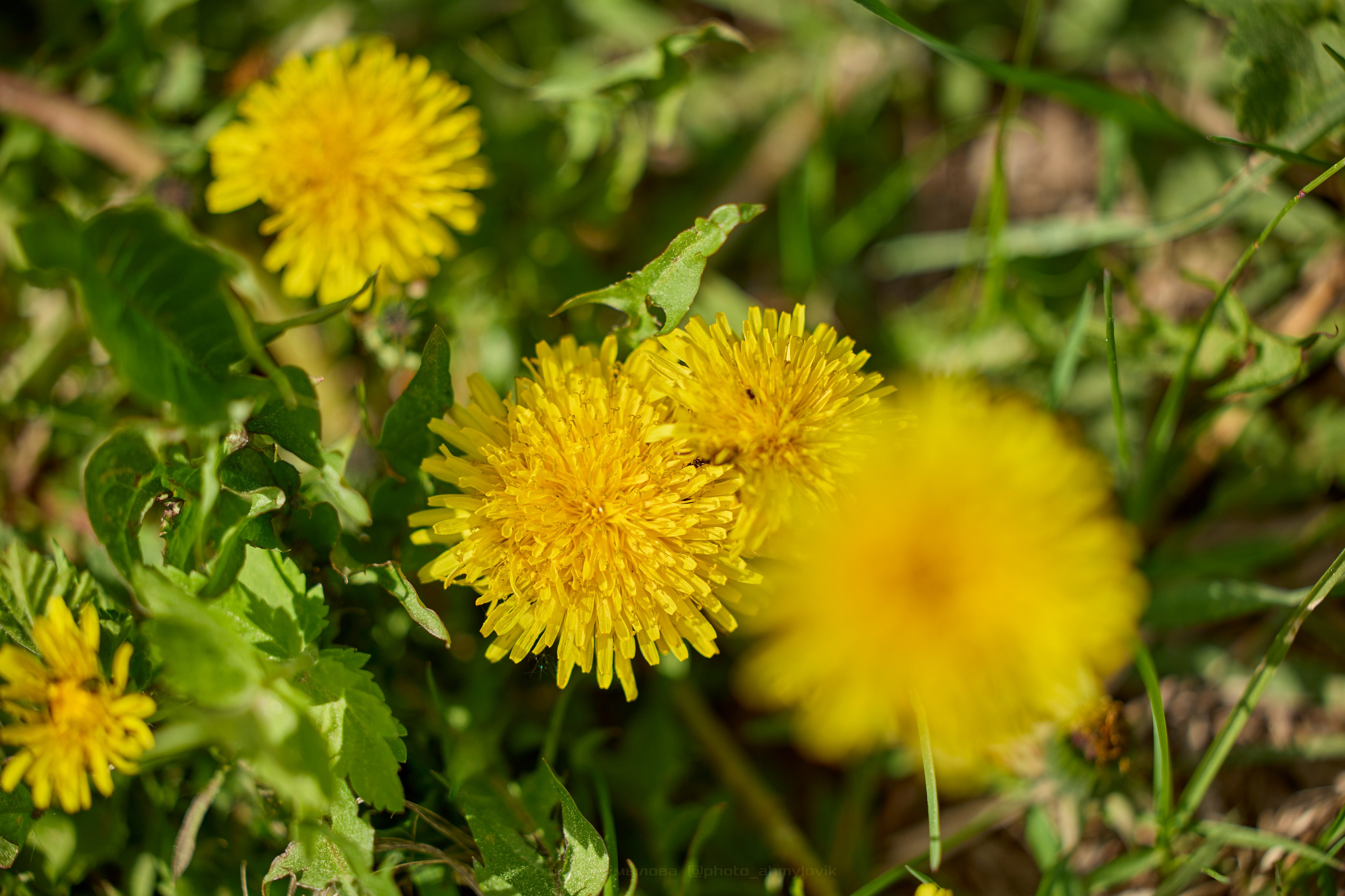 Флора. Виктория Ахмылова. Фотограф в Москве