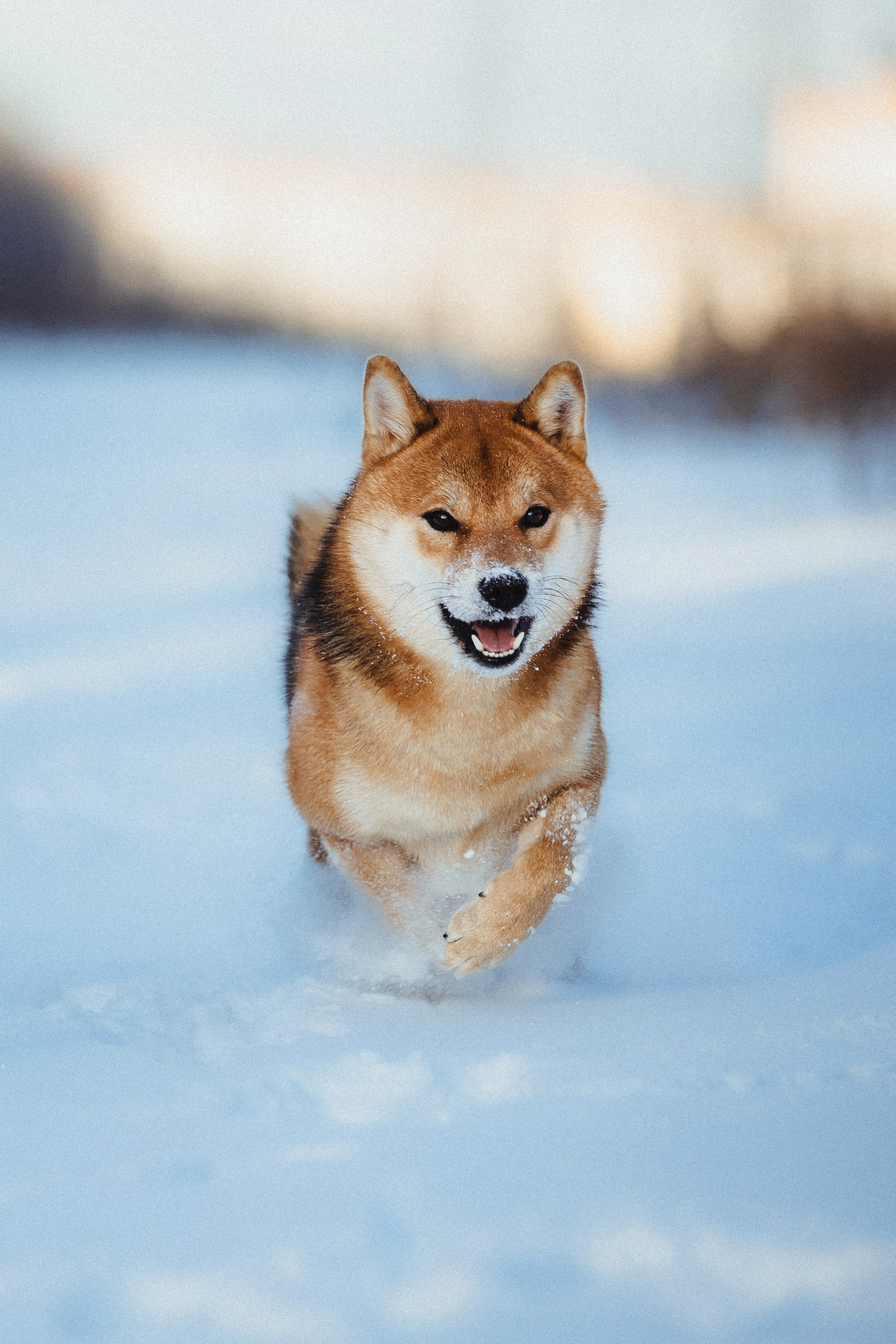 Шед, Цири и Ира