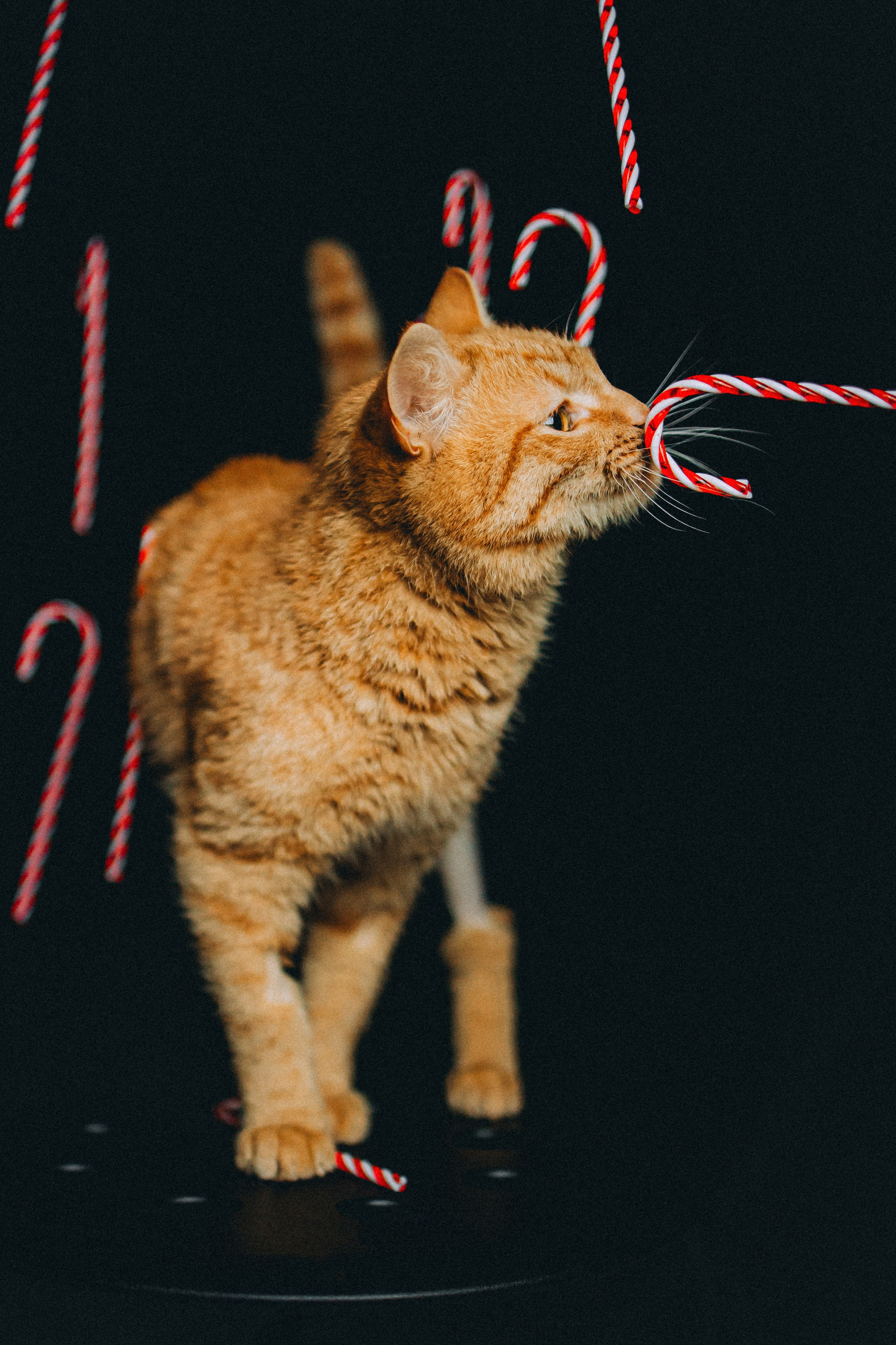 Джек, Бет и Кову