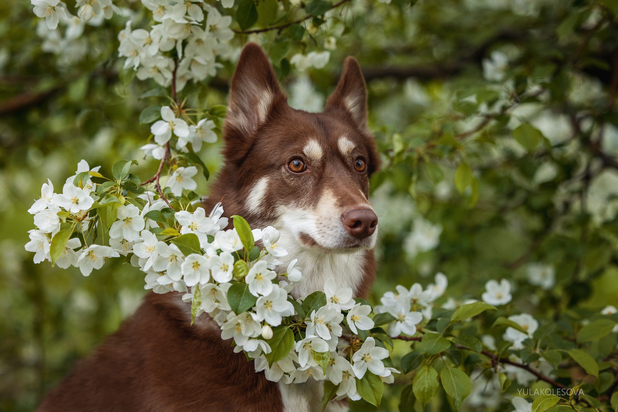 Яблони. YULA KOLESOVA | Фотограф — Анималист | Художник | Тюмень