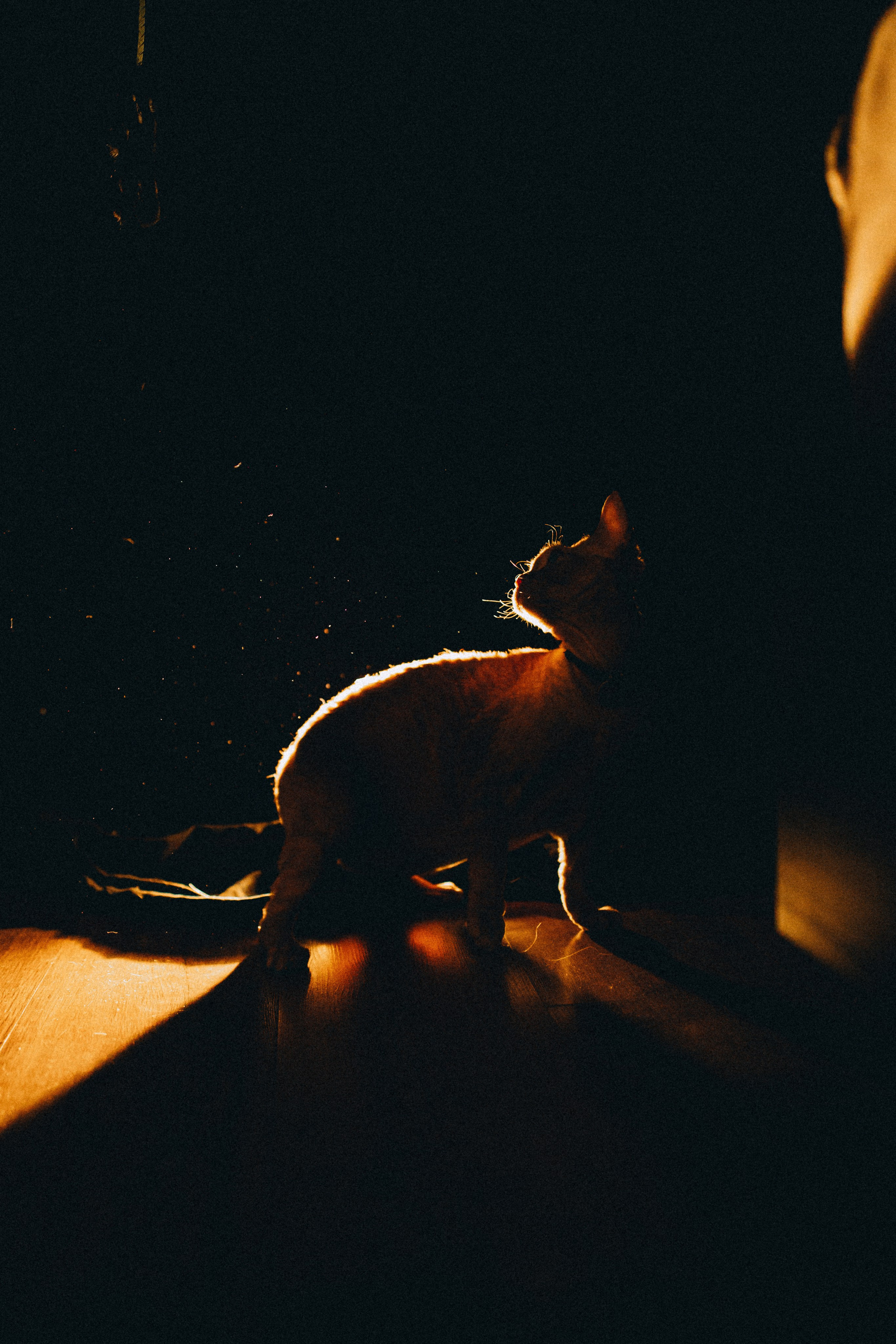 Гречка, Ковш и их семья